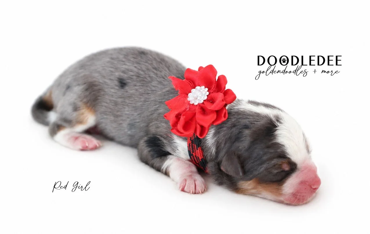 Micro Mini Bernedoodle Puppies | Petite Bernedoodle Puppies