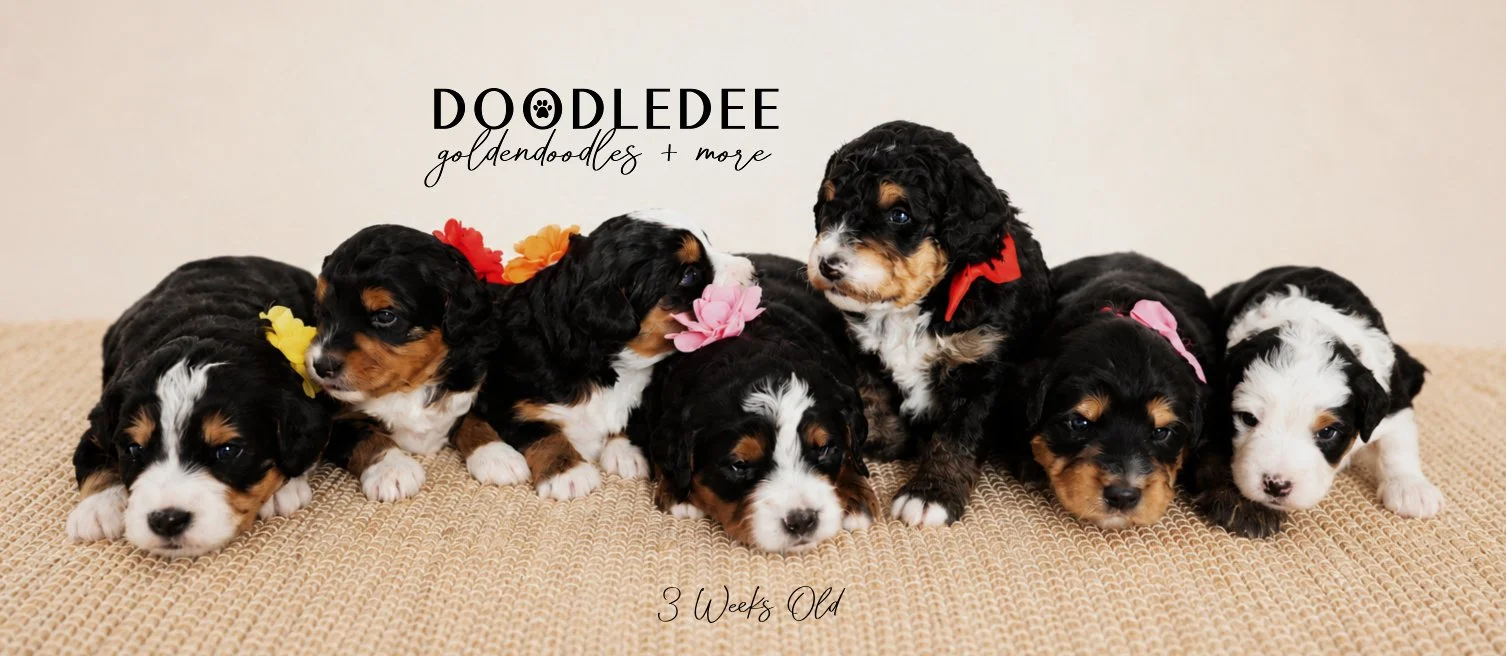 Mini Bernedoodle Puppies