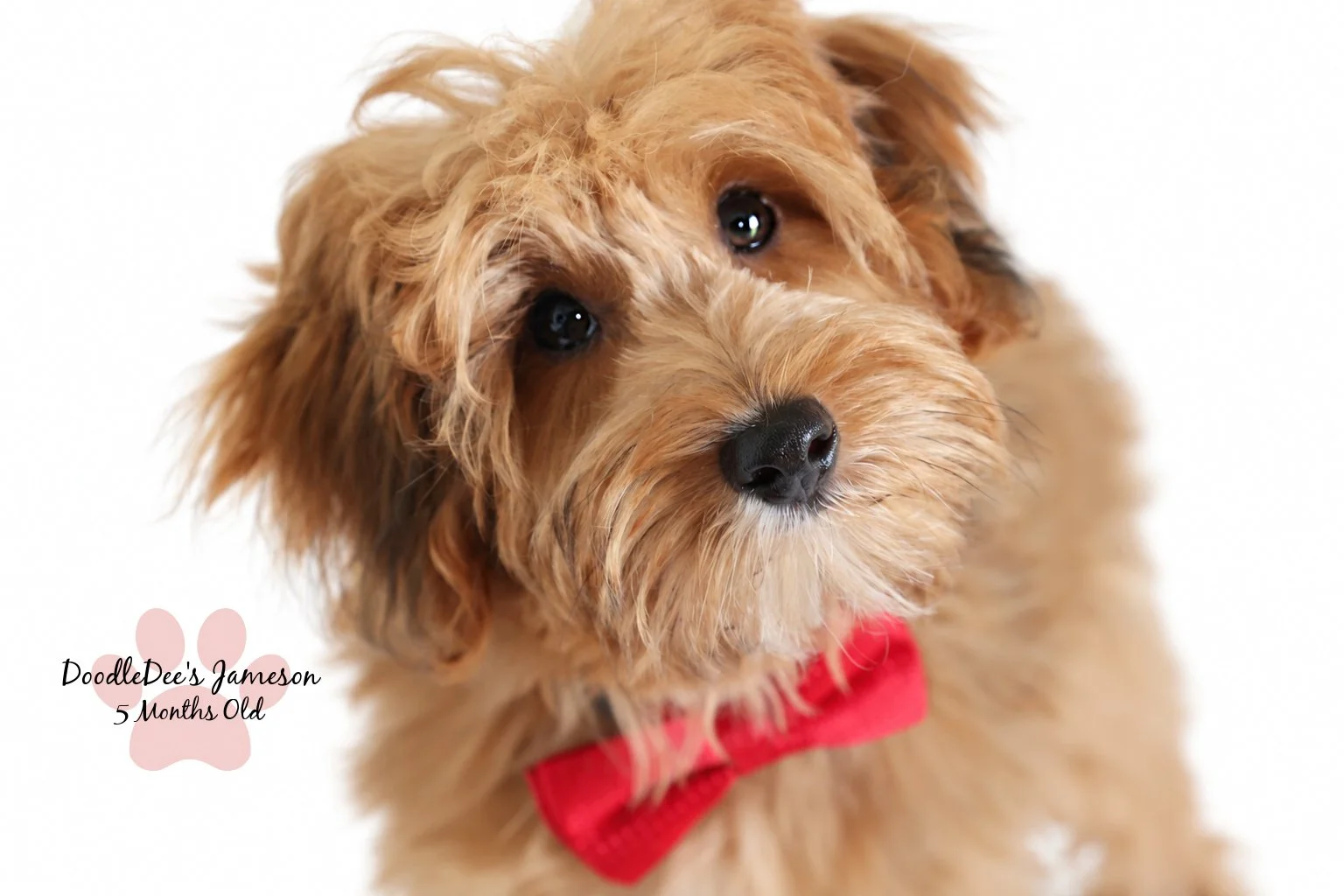 Micro Mini Sable English Goldendoodle