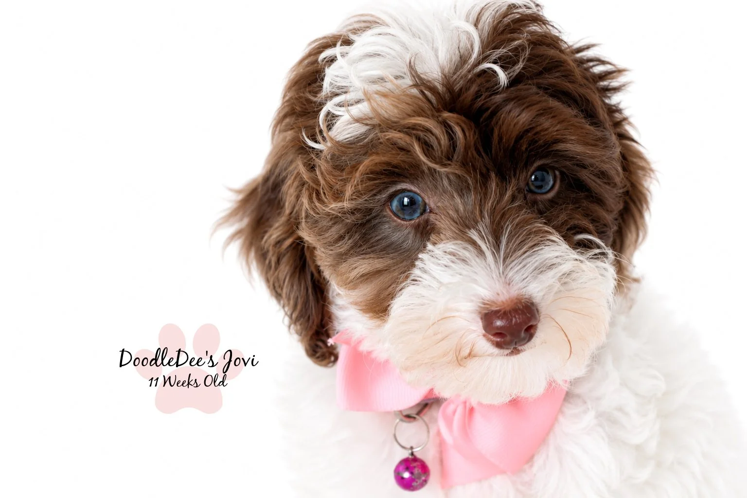 Micro Mini English Goldendoodle