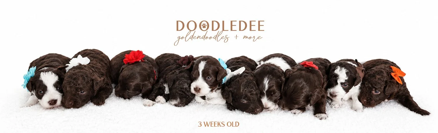 MIni English Goldendoodles