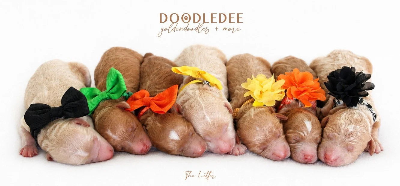 Mini English Goldendoodle Puppies | Medium English Goldendoodle Puppies