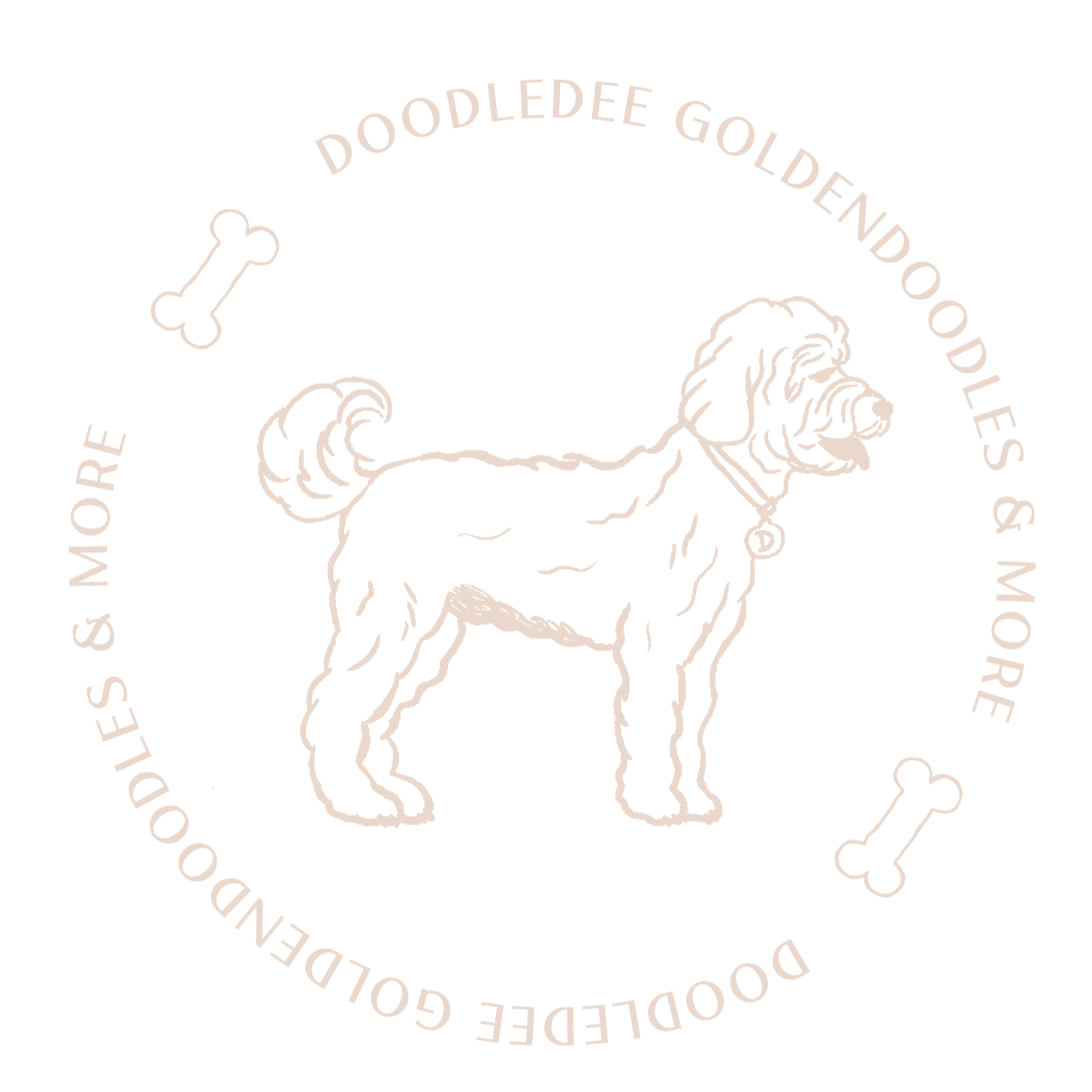 doodle puppies for sale | Bernedoodle | English Goldendoodle