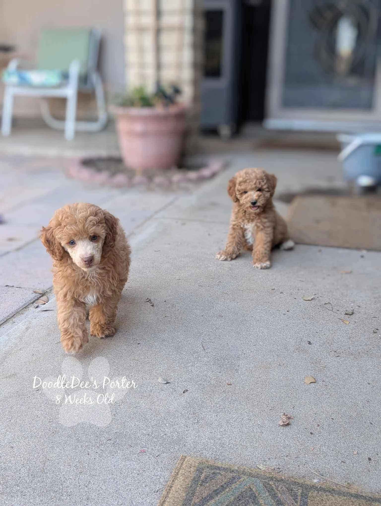 Mini Poodle Stud