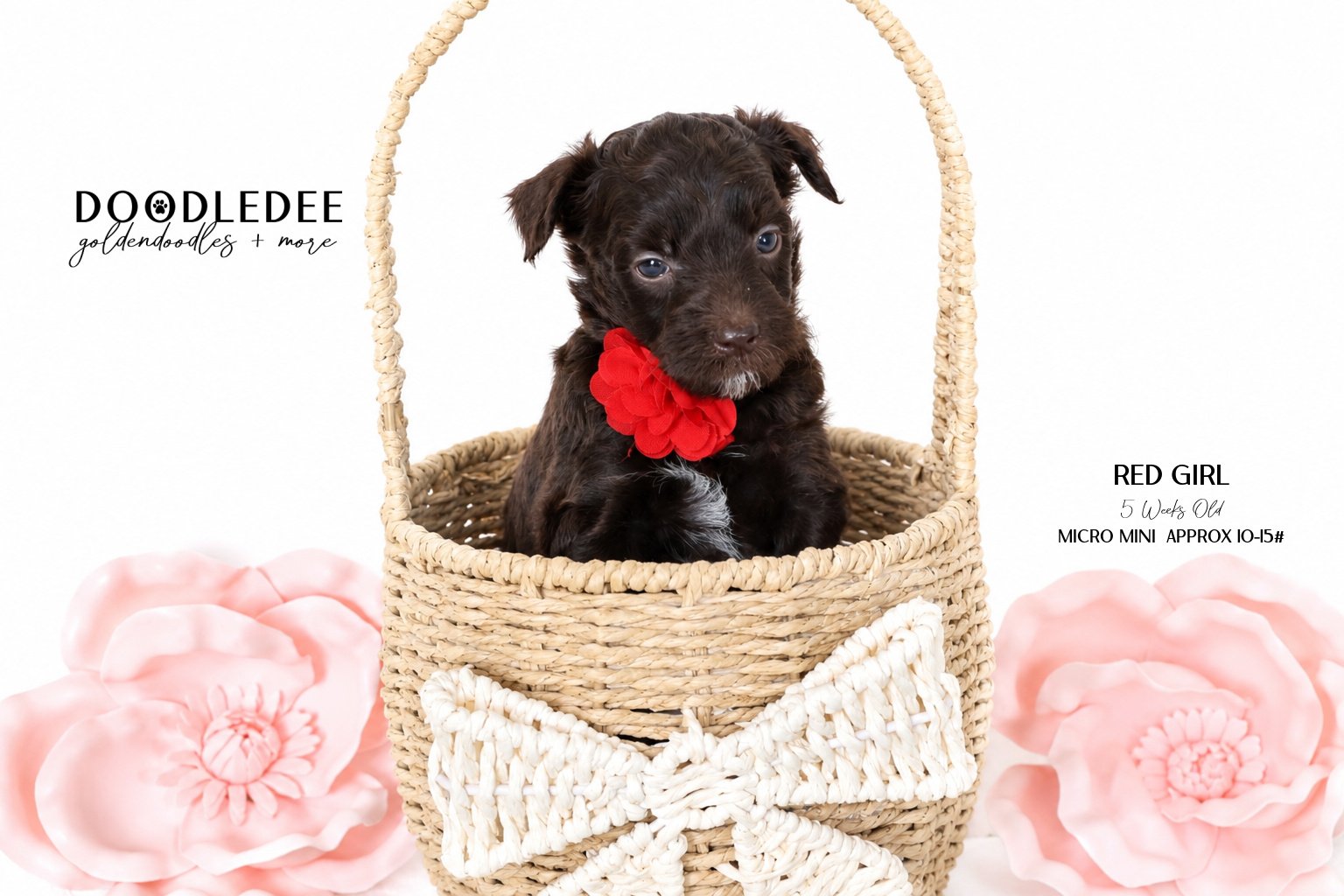 Micro Mini English Goldendoodle Female AVAILABLE $3,500
