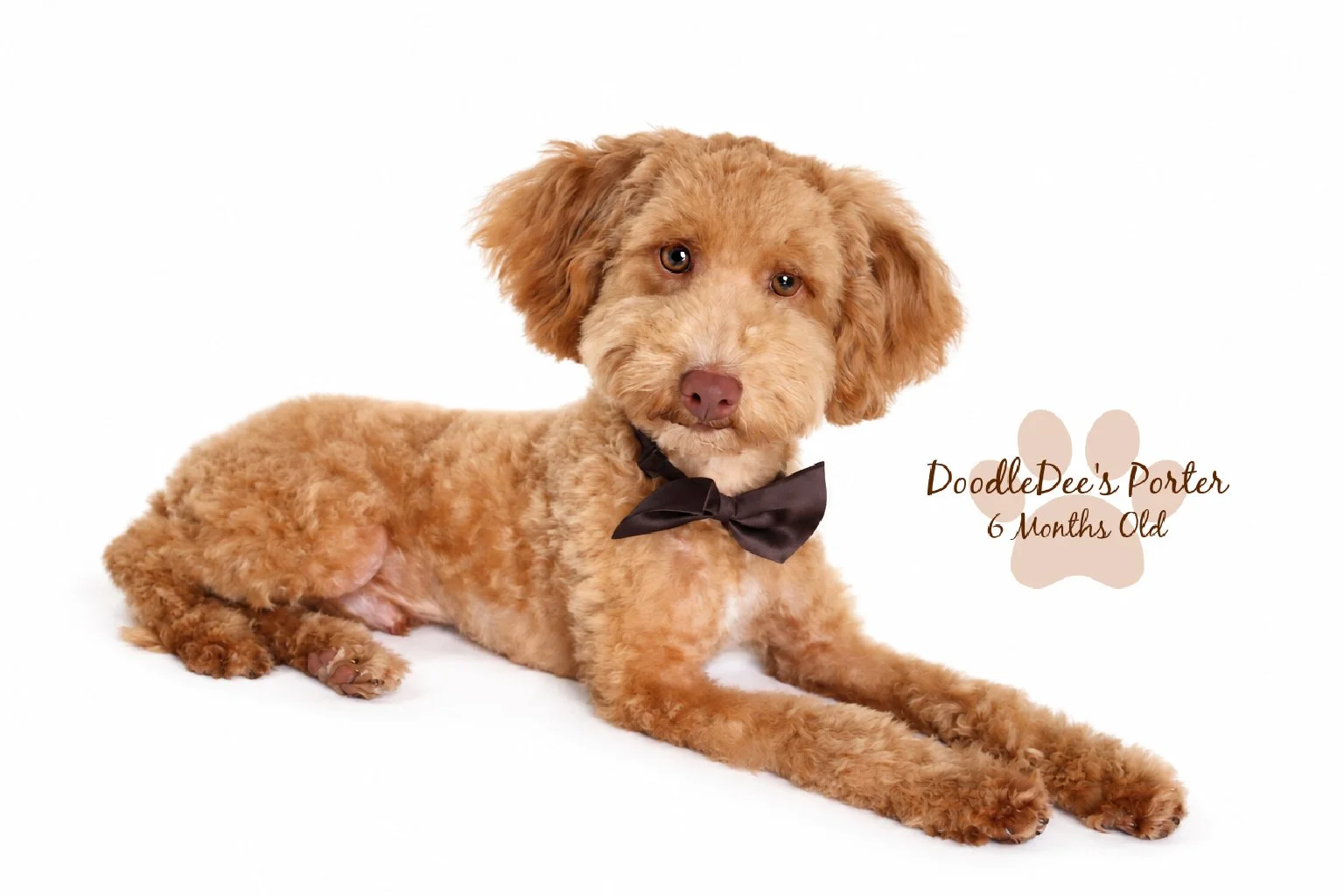 Mini Poodle Stud | 6.7 lbs