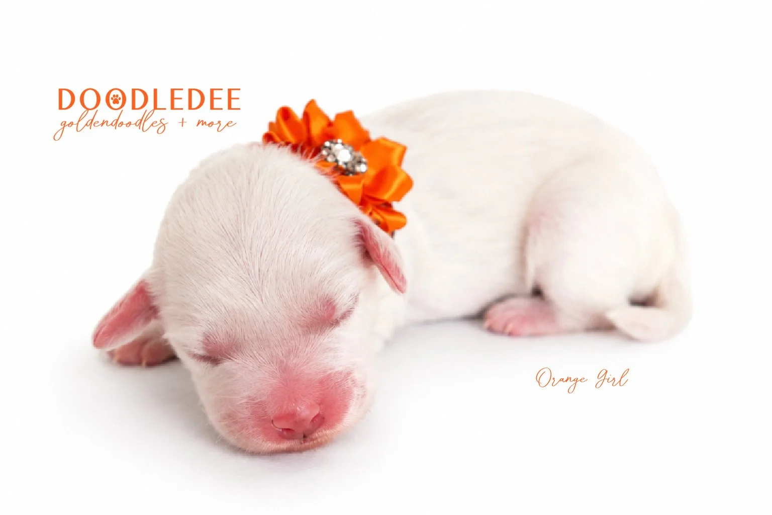 Mini Englsih Goldendoodles