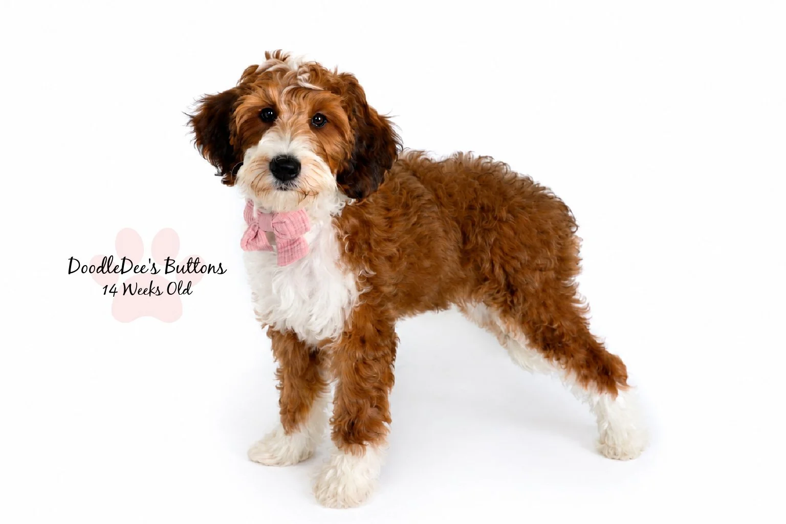 Sable Bernedoodle- Buttons 14 Weeks Old 
15 Lbs