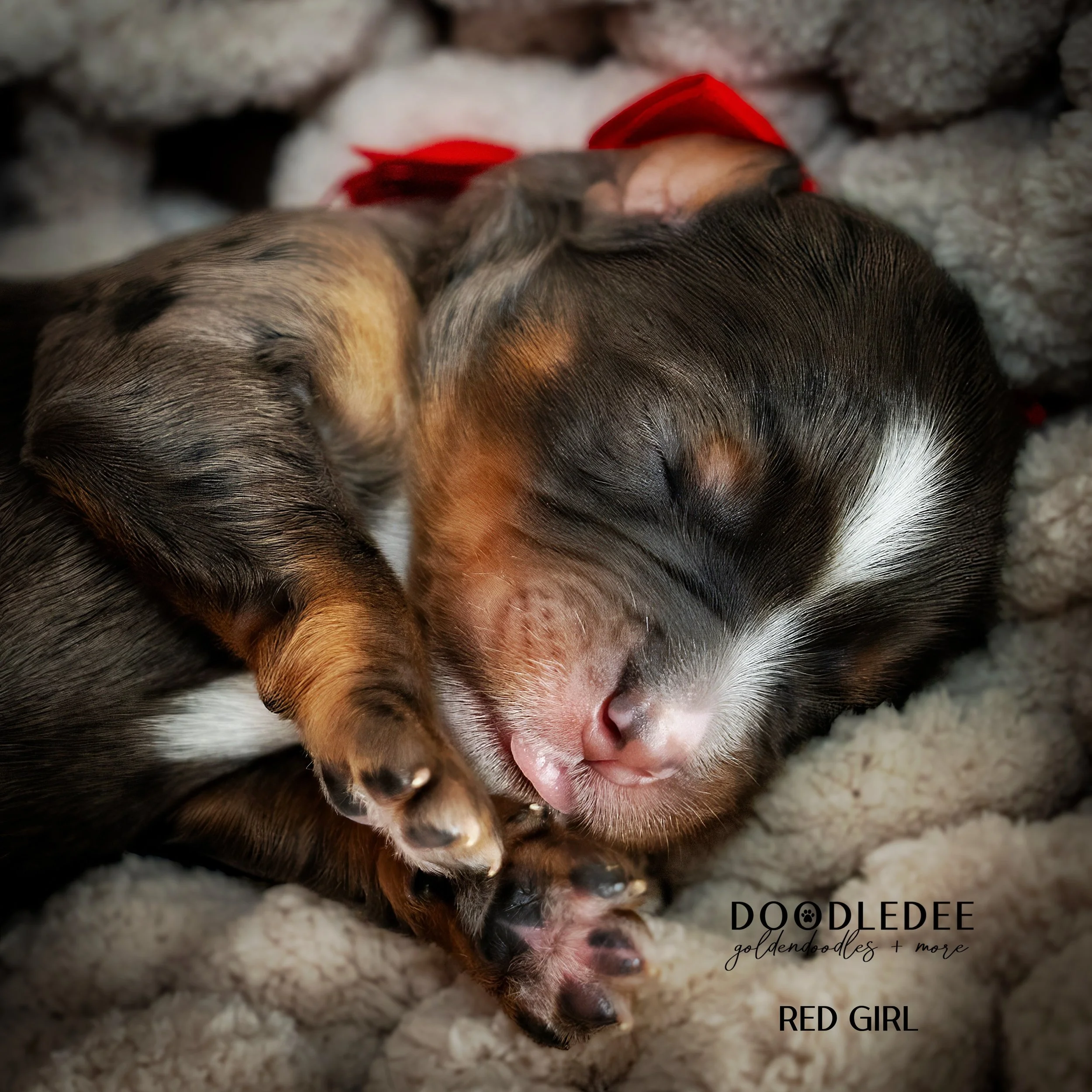 Merle Bernedoodle puppies