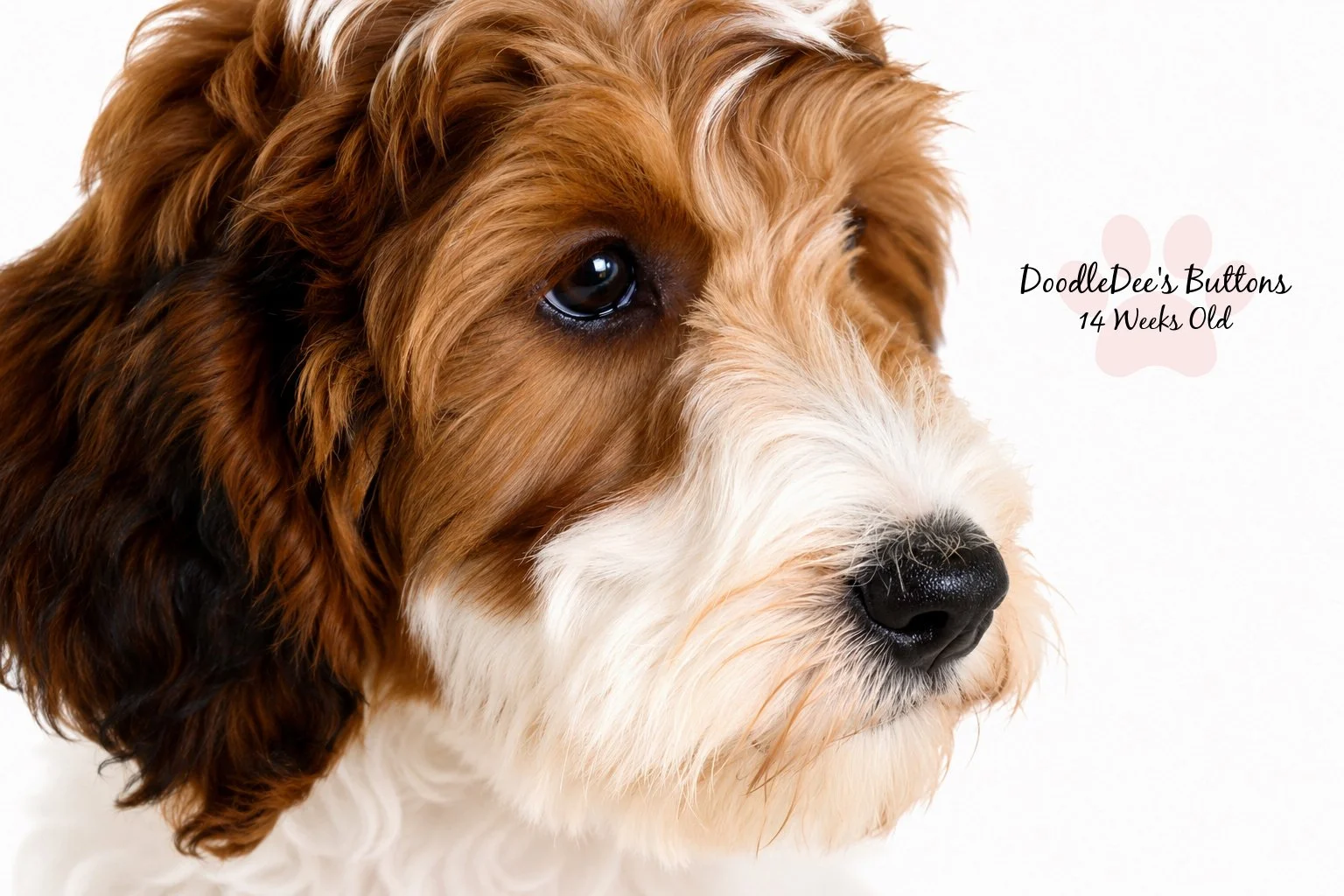 Sable Bernedoodle- Buttons 14 Weeks Old 
15 Lbs