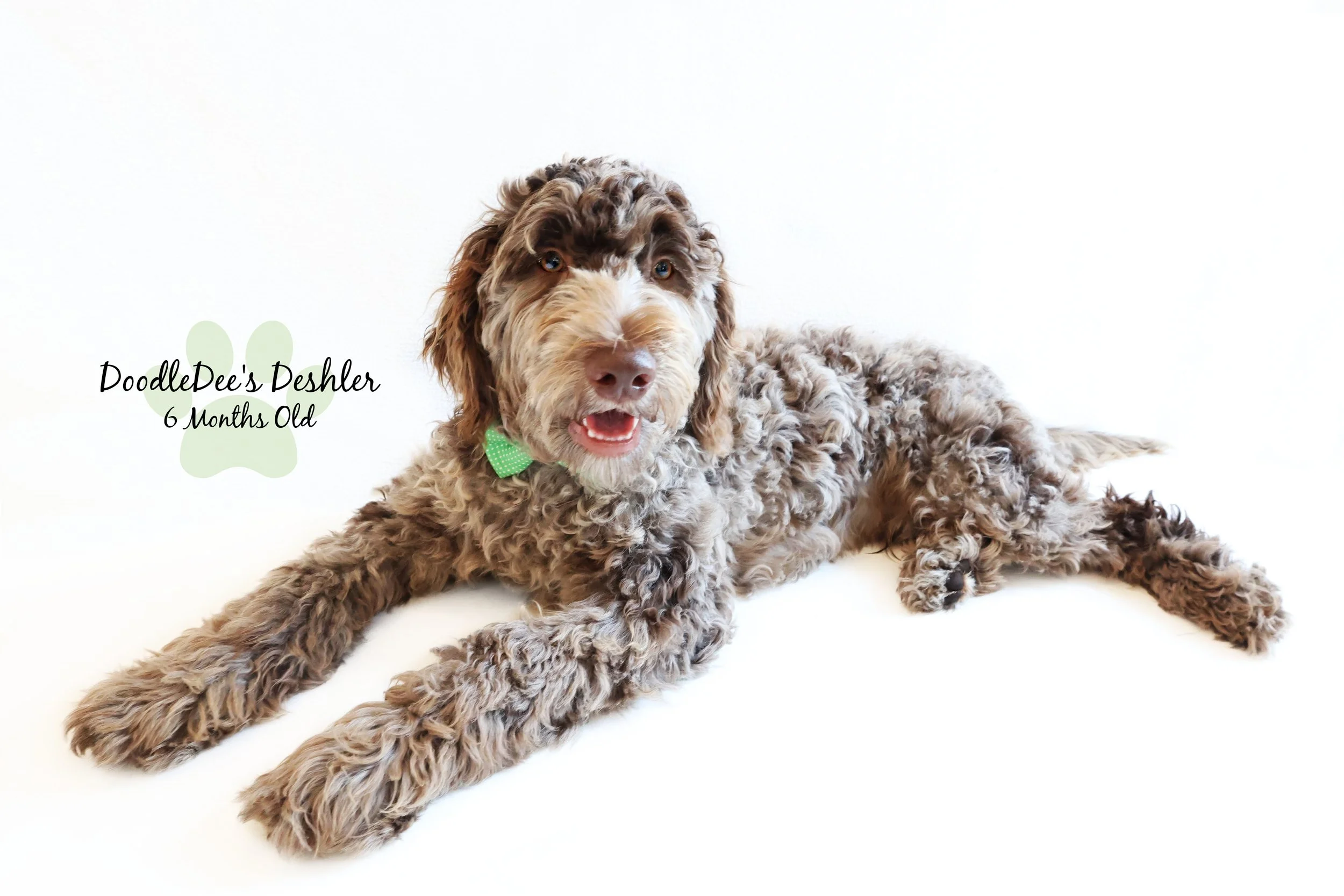 Chocolate Merle Goldendoodle
