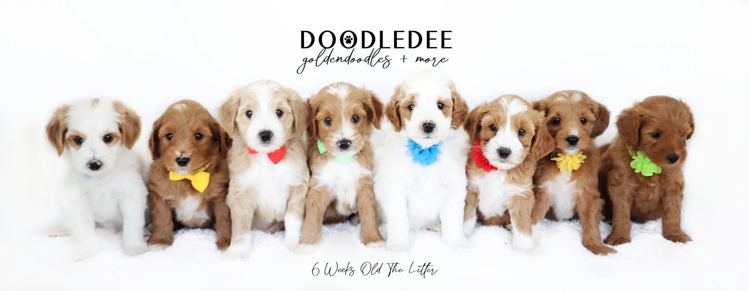 English Goldendoodle Puppies - Dalilah