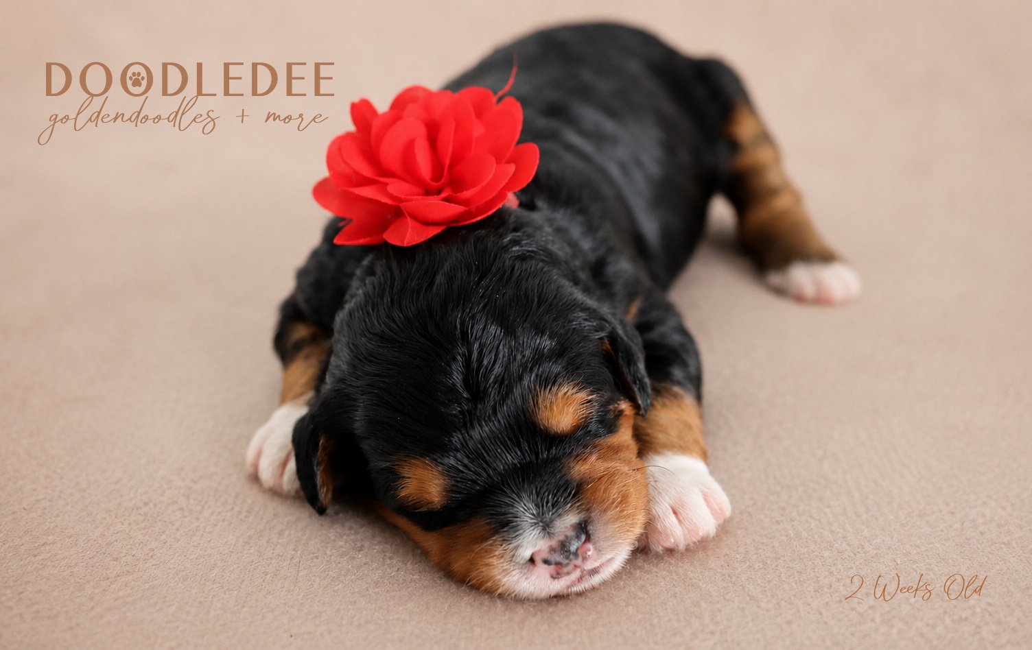 Mini Bernedoodle Puppies