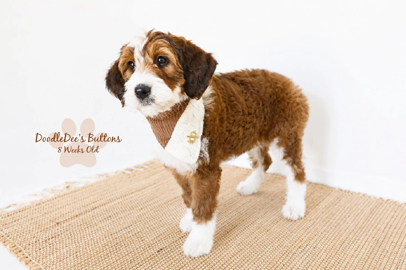Sable Bernedoodle- Buttons 8 Weeks Old