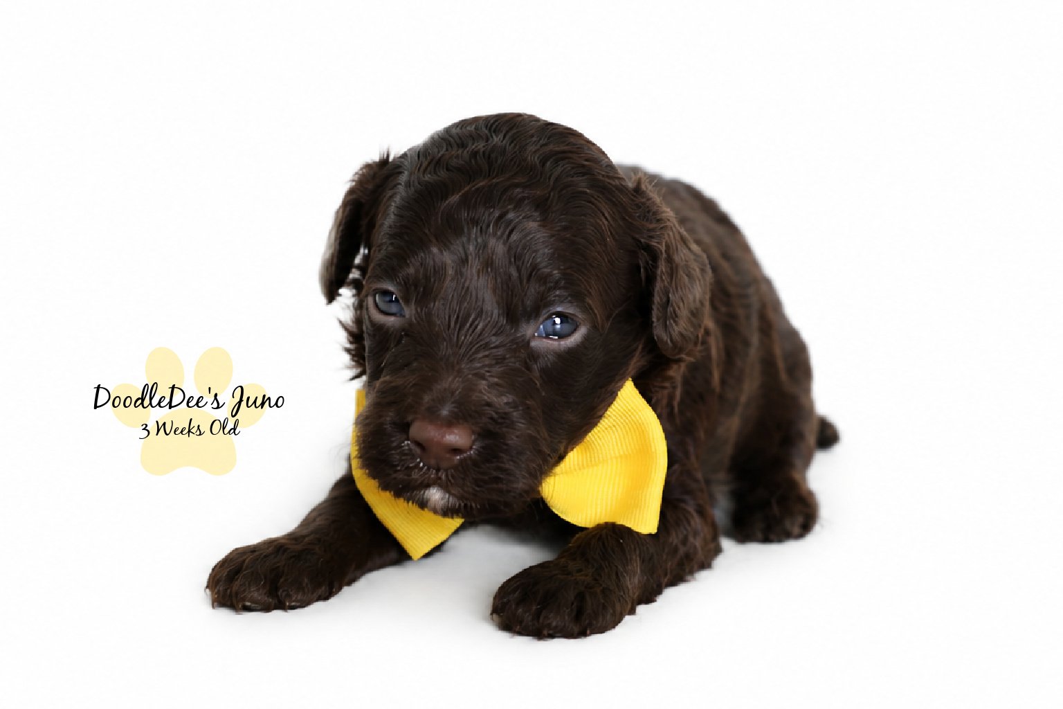 Micro Mini English Goldendoodle