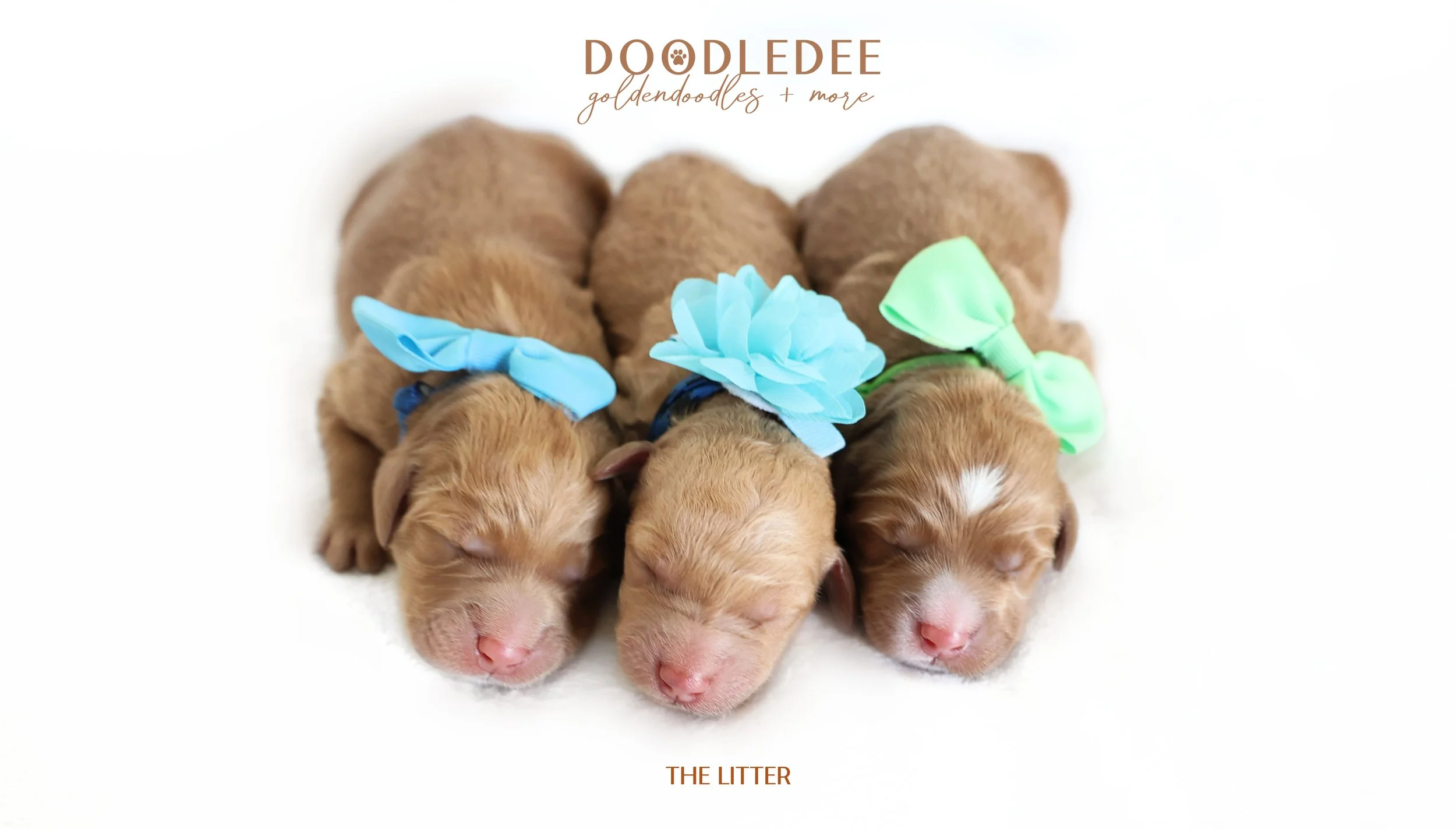 Mini English Goldendoodle