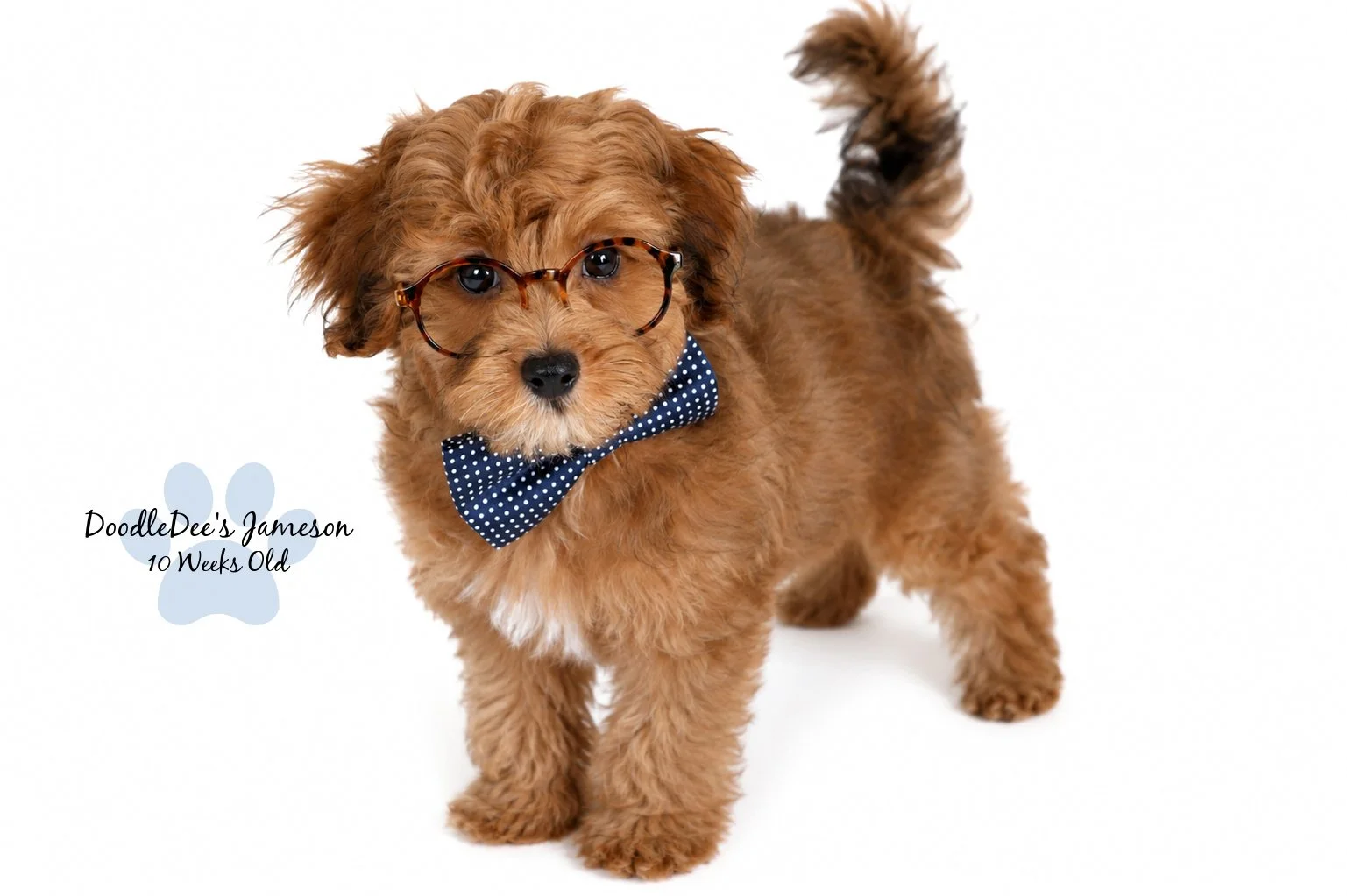 Micro Mini Sable English Goldendoodle