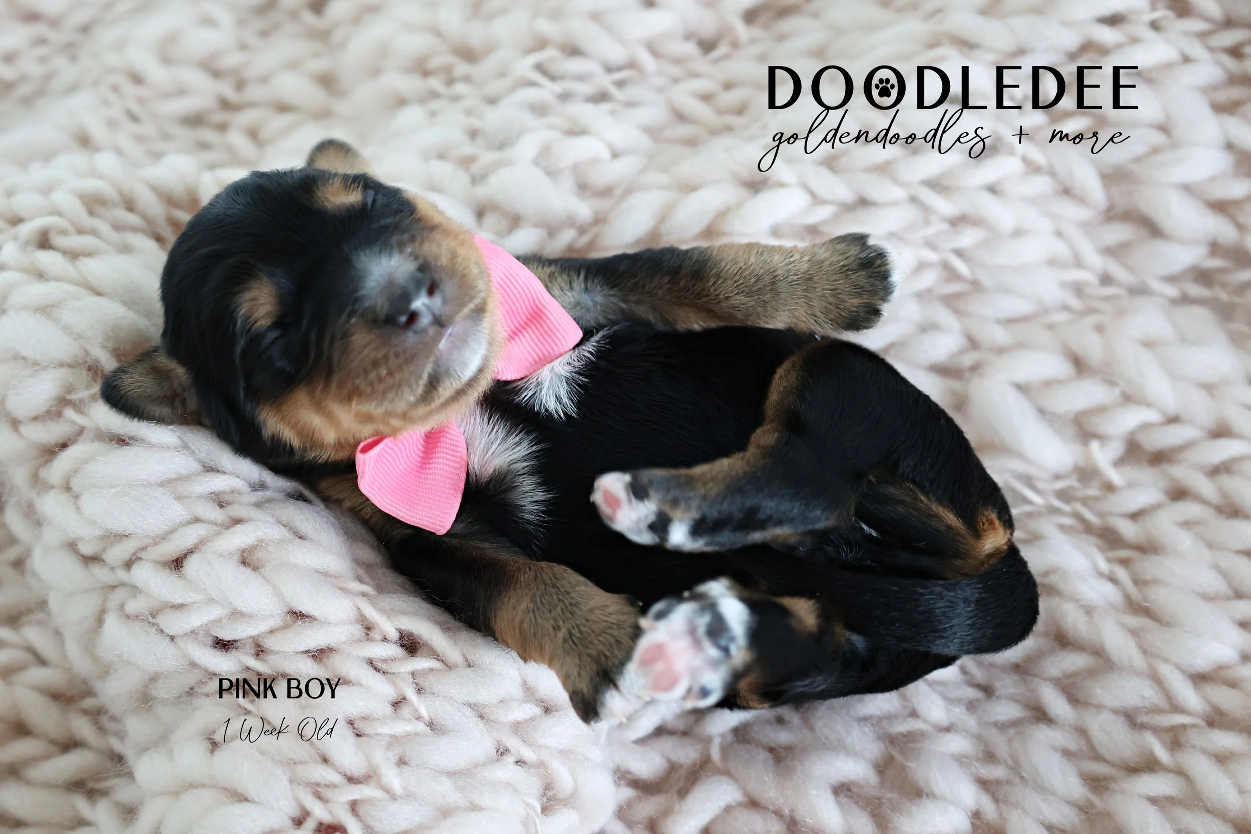 Mini Bernedoodle Puppies
