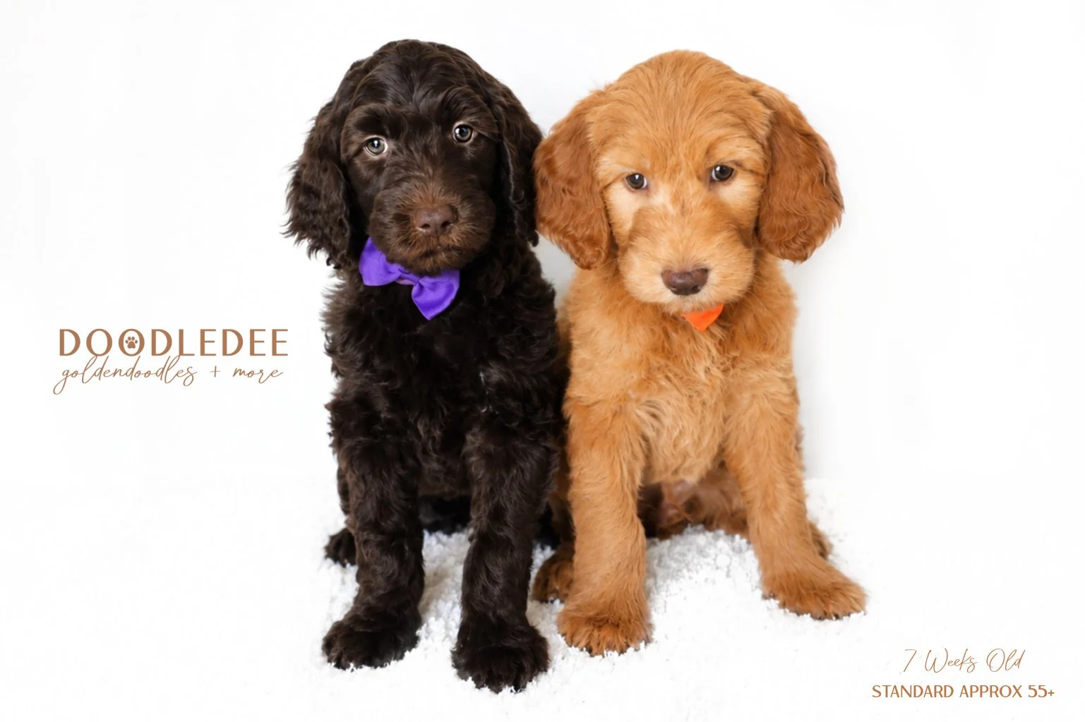 Standard English Goldendoodle $3,000