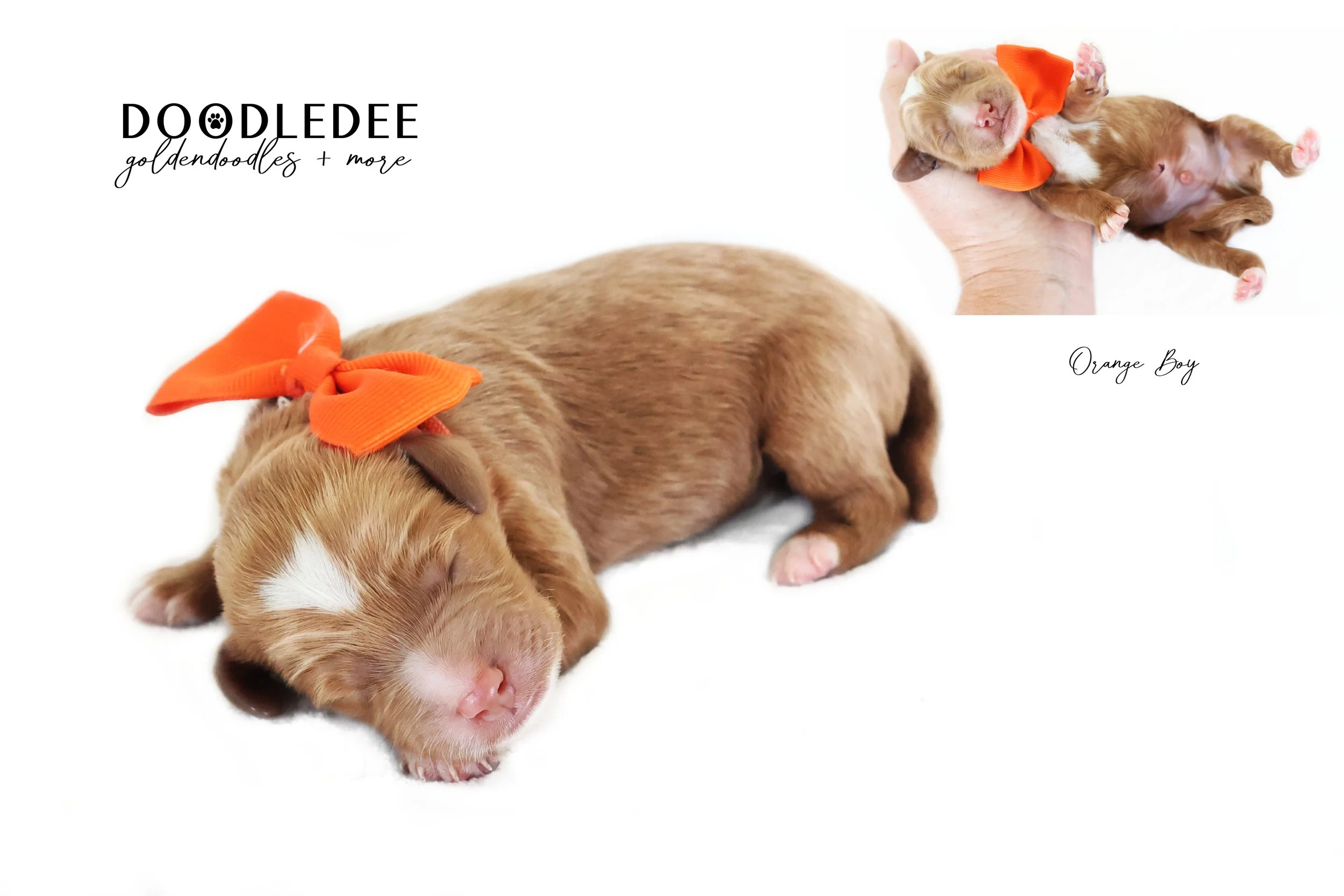 Mini English Goldendoodle