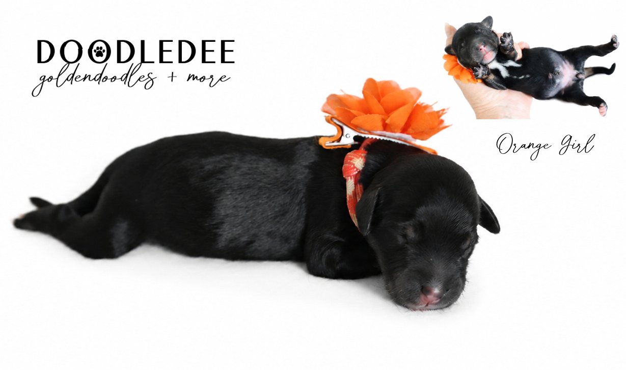 Mini Bernedoodle | Medium Bernedoodle | Standard Bernedoodle