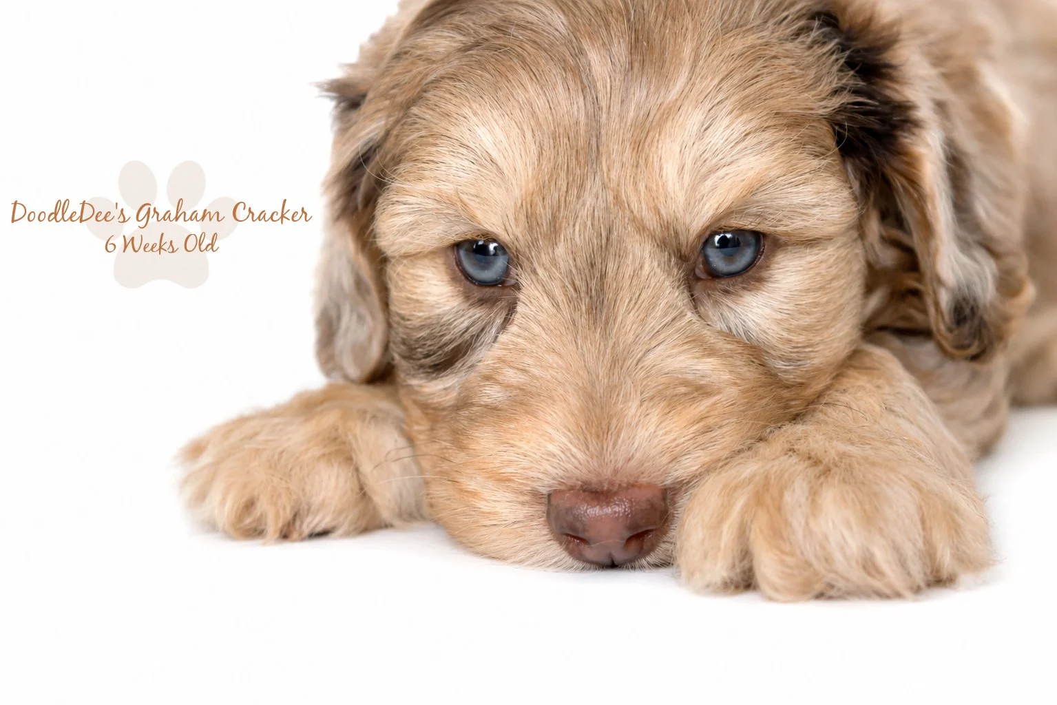Mini Chocolate Phantom Merle English Goldendoodle Stud 