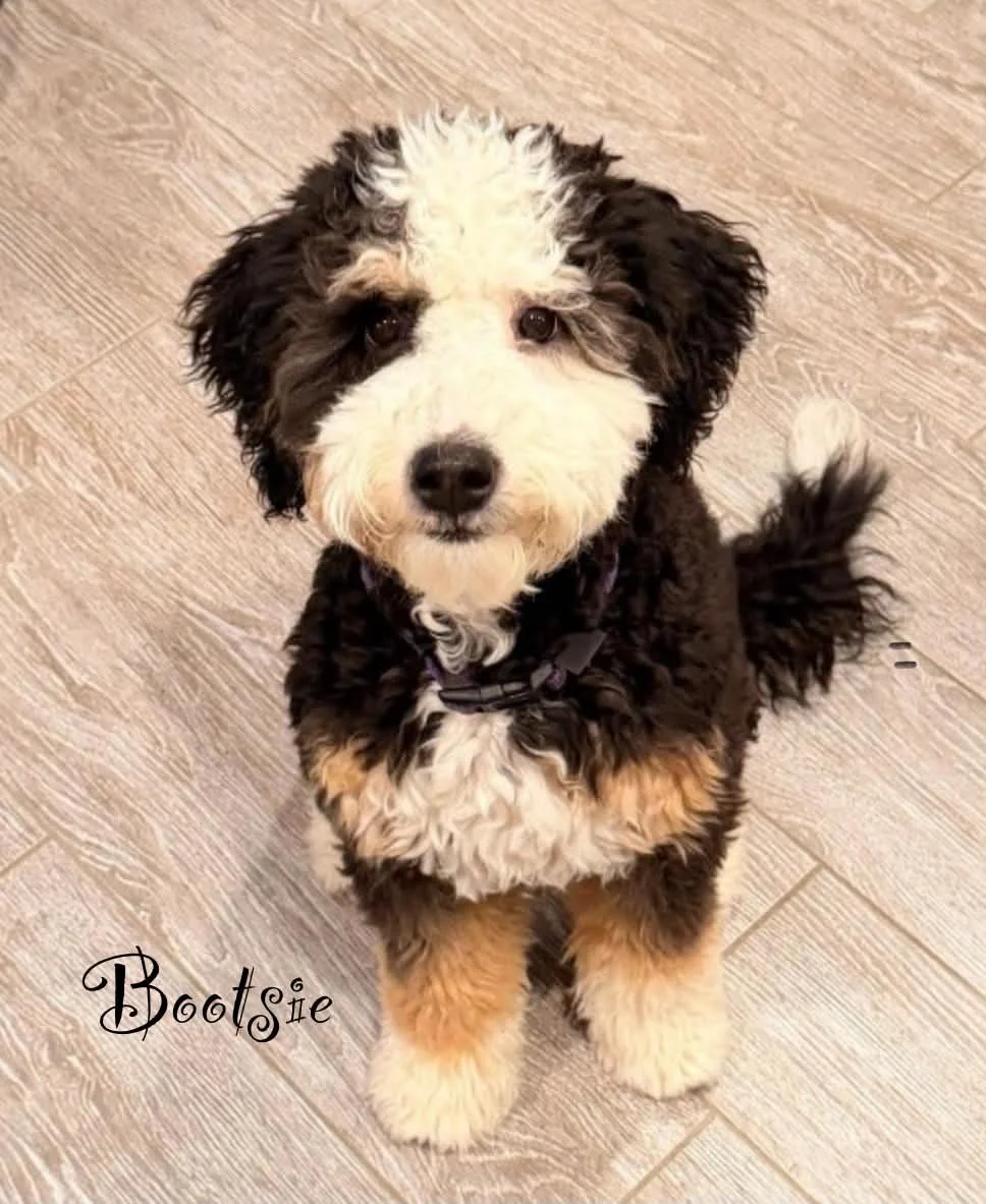 Mini Bernedoodle
