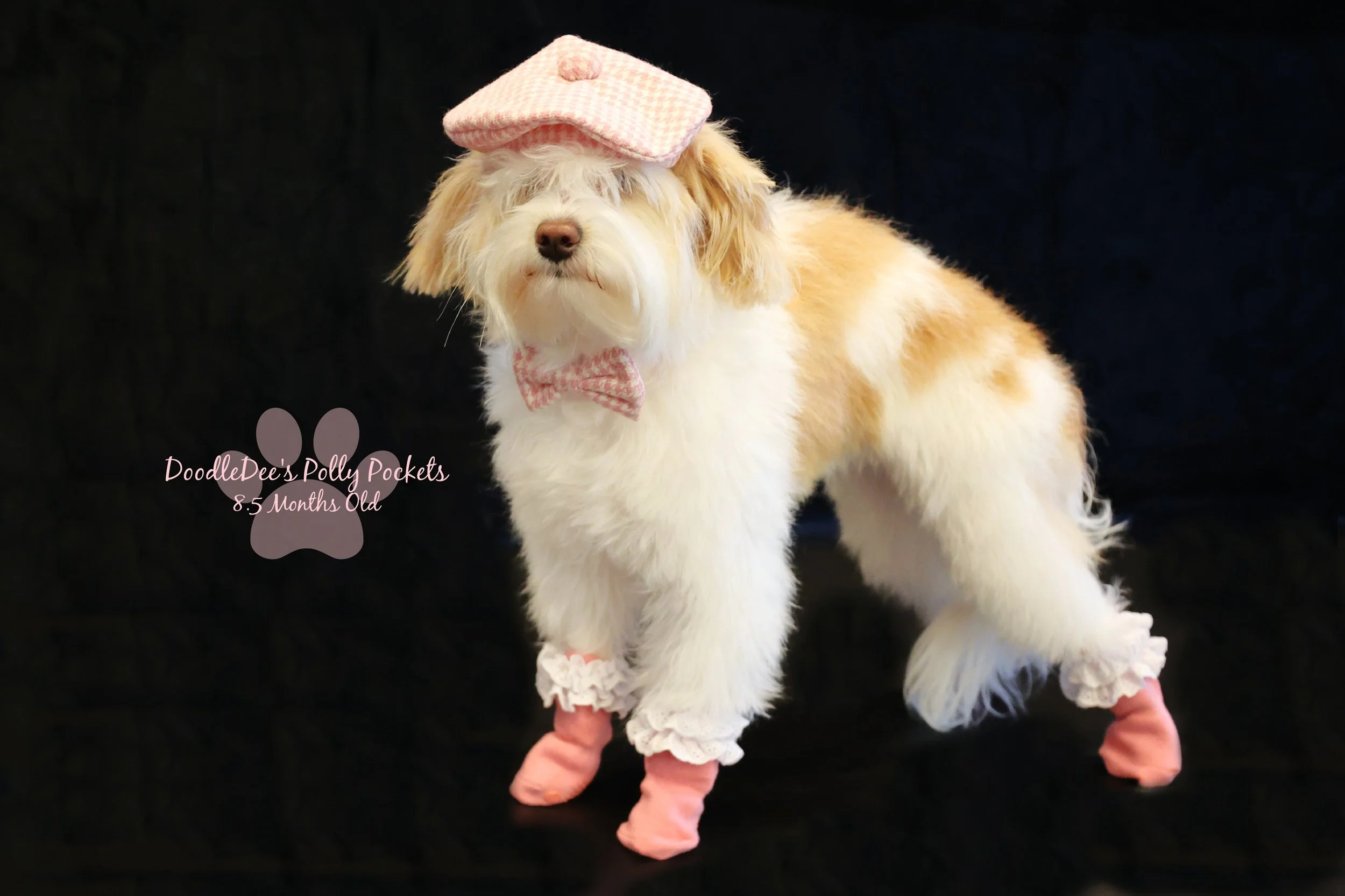 Micro Mini Bernedoodle - 10# and 13 Inches