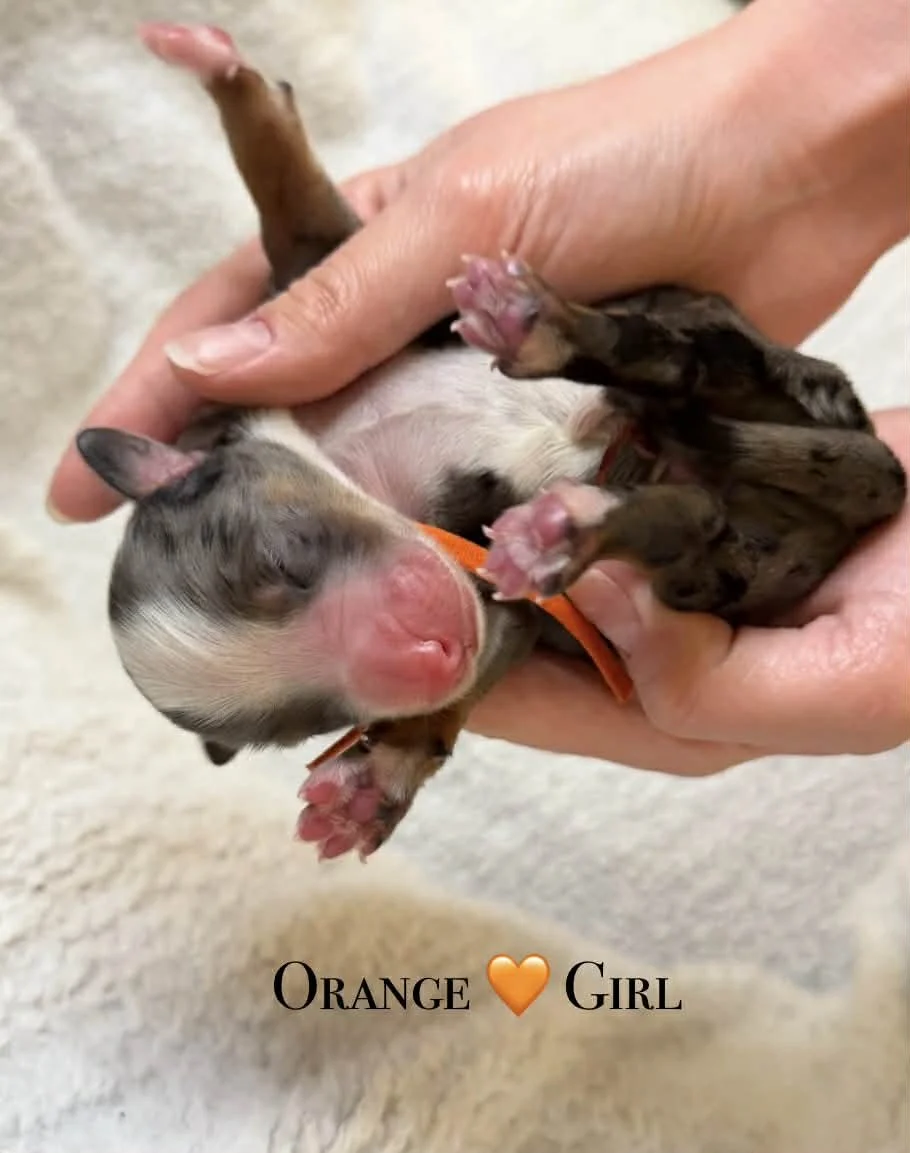 Merle Bernedoodle puppies