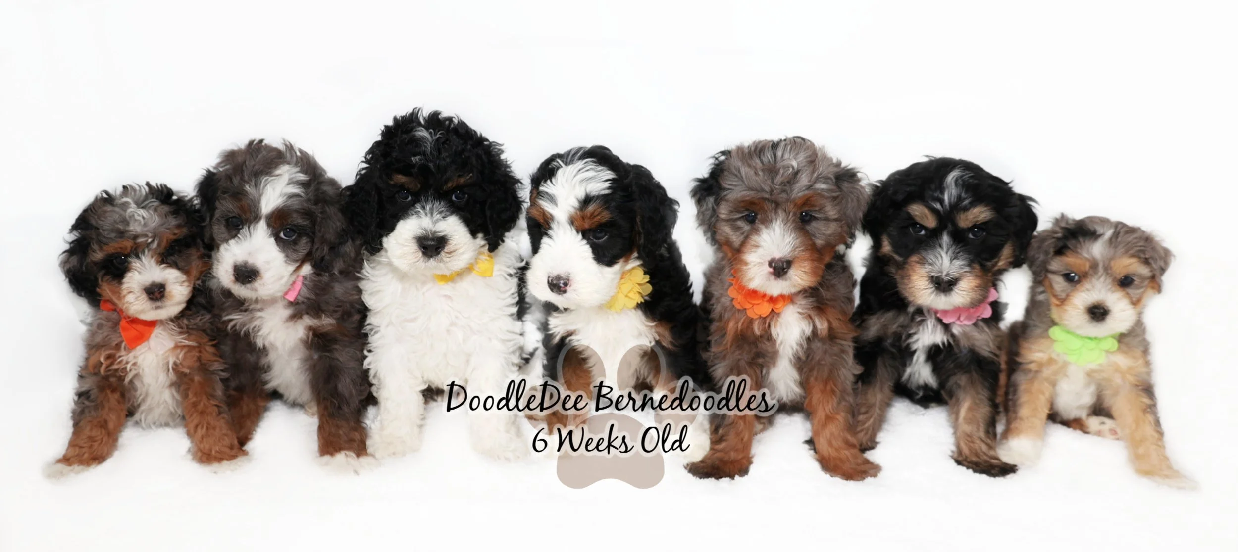 Bernedoodle Puppies- Bella Donna