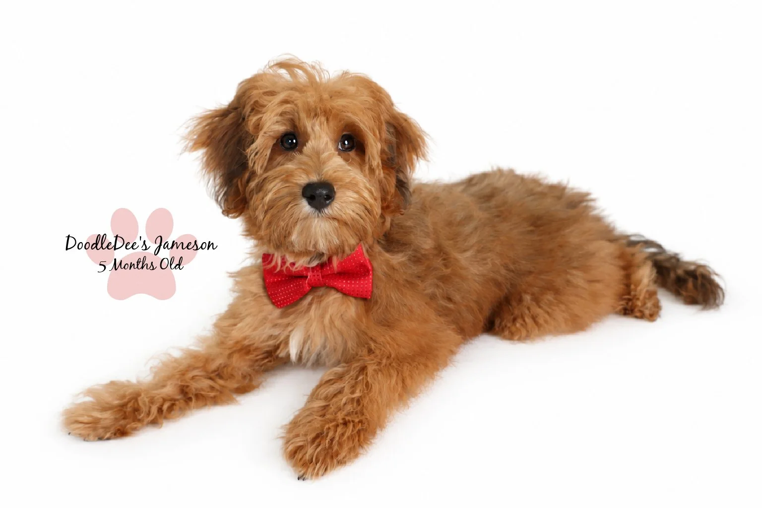 Micro Mini Sable English Goldendoodle