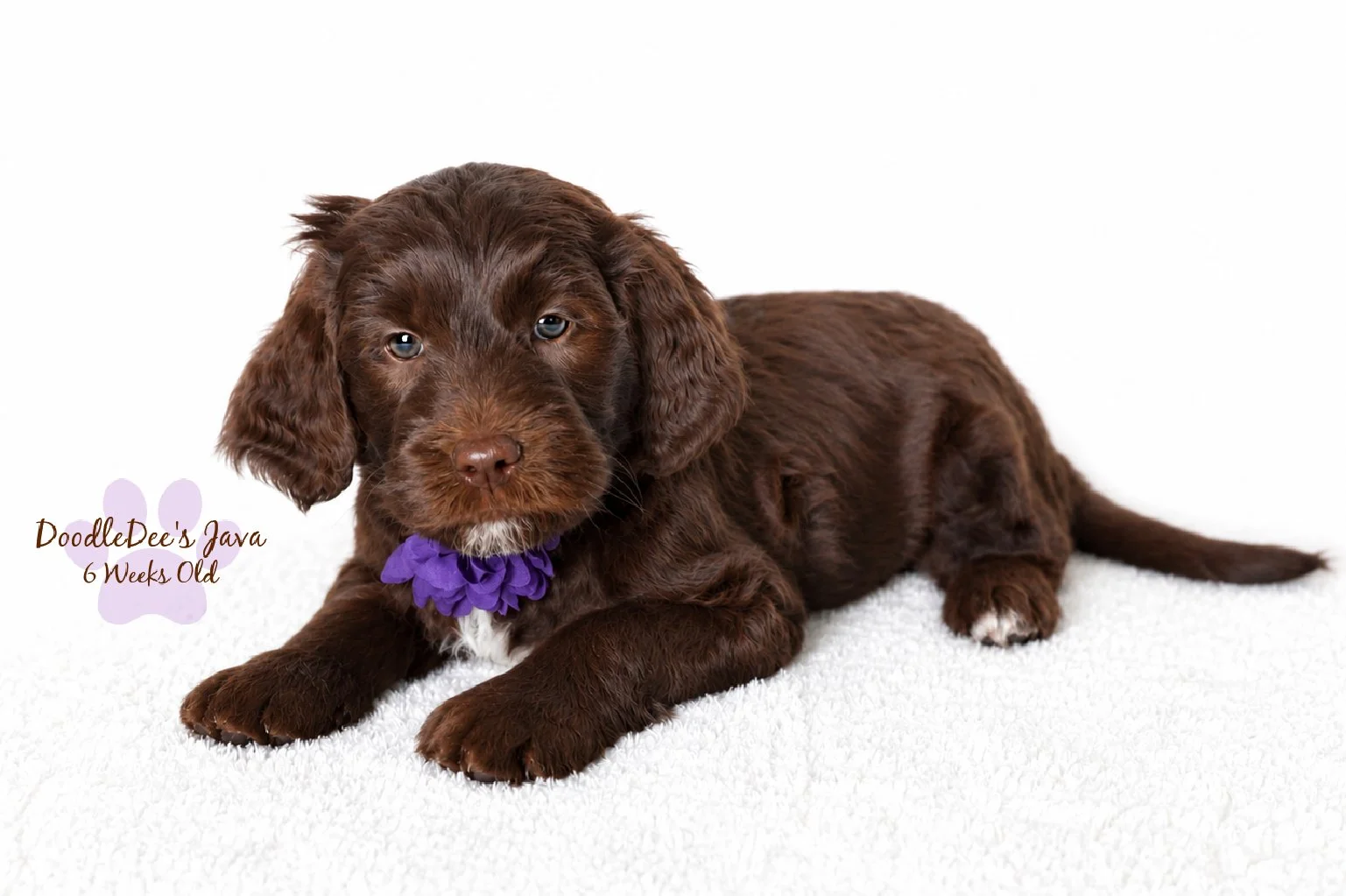 Medium English Goldendoodle