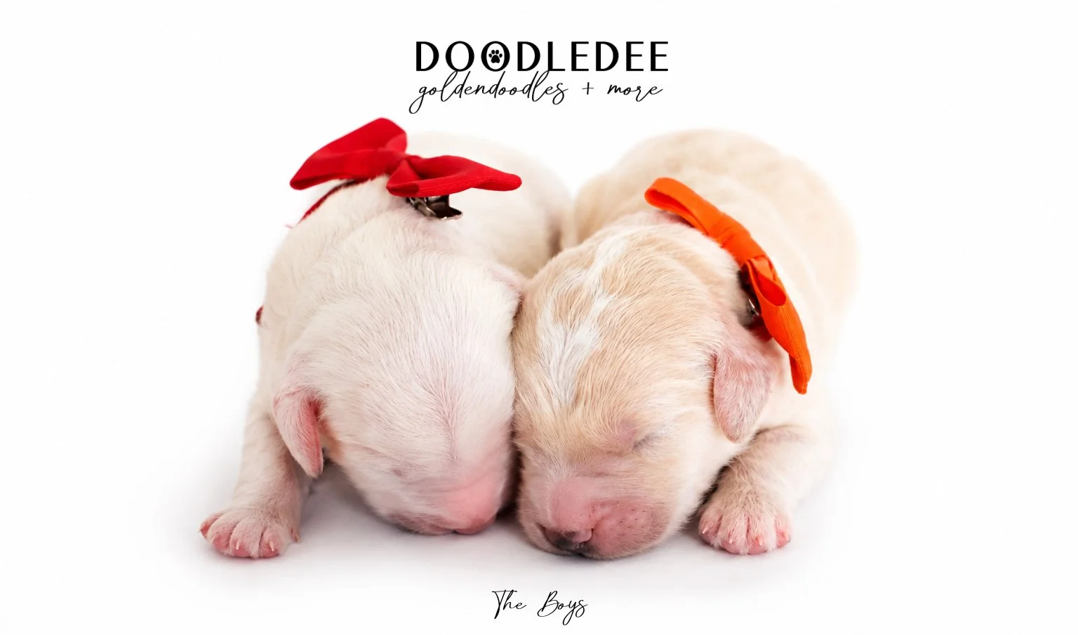 Mini Englsih Goldendoodles