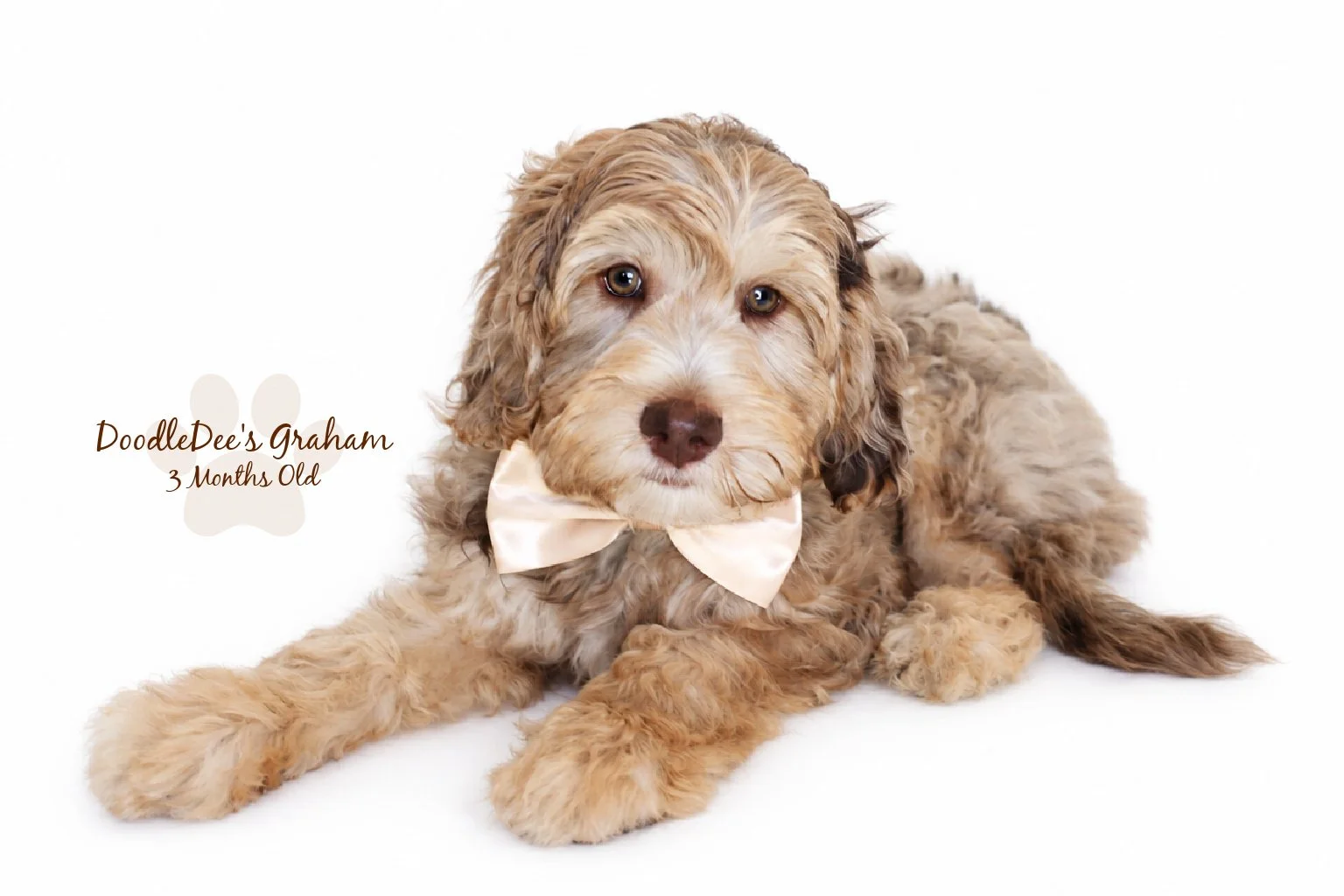Mini Chocolate Phantom Merle English Goldendoodle Stud | 12.10 lbs