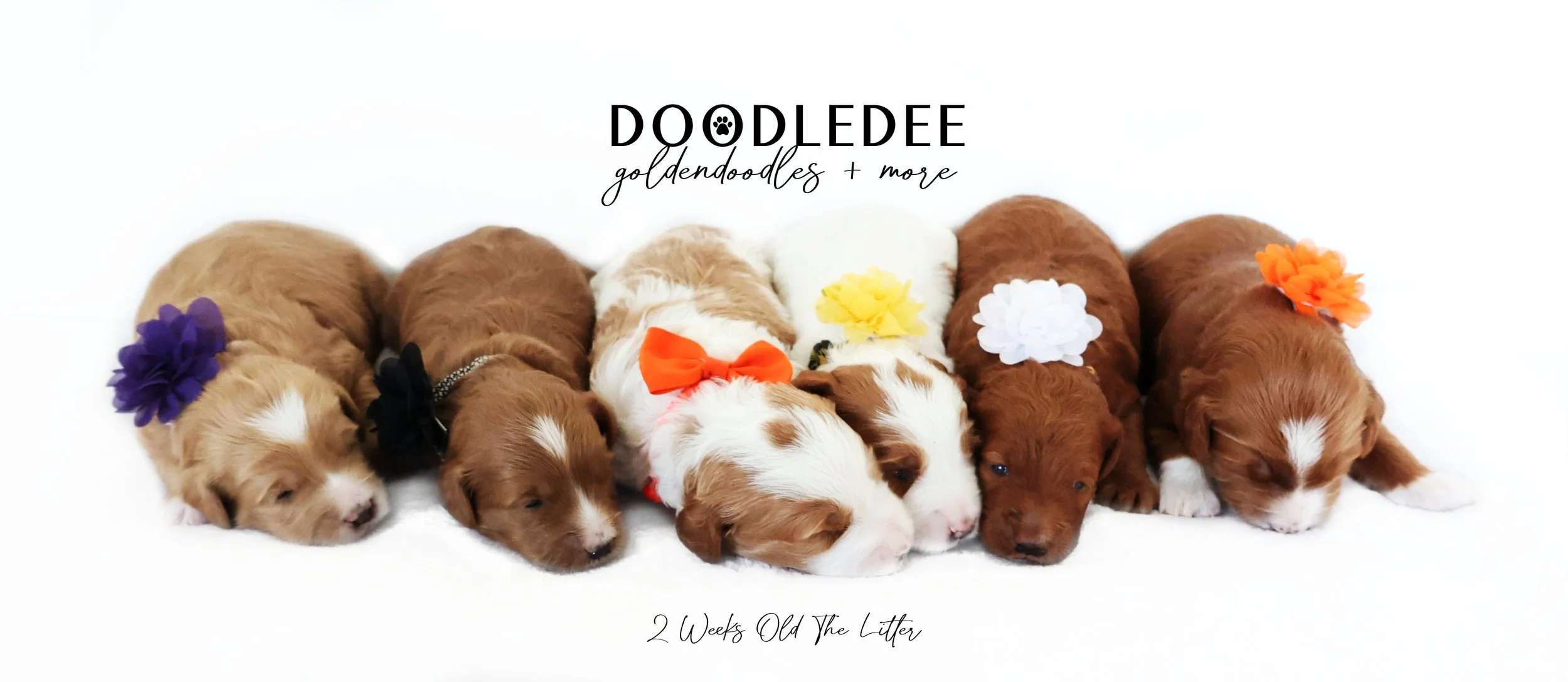 Mini English Goldendoodle Puppies