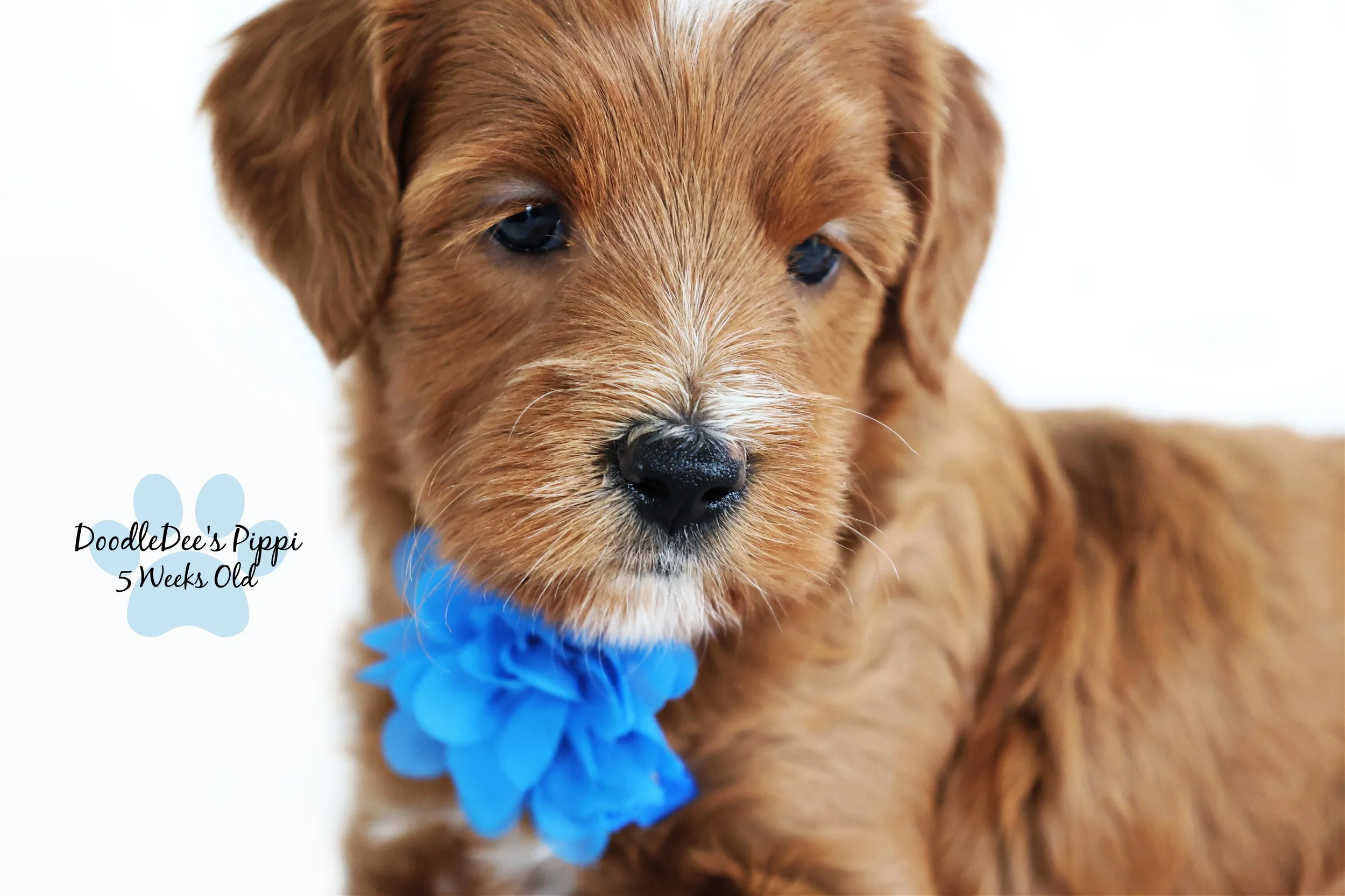 Petite Red English Goldendoodle