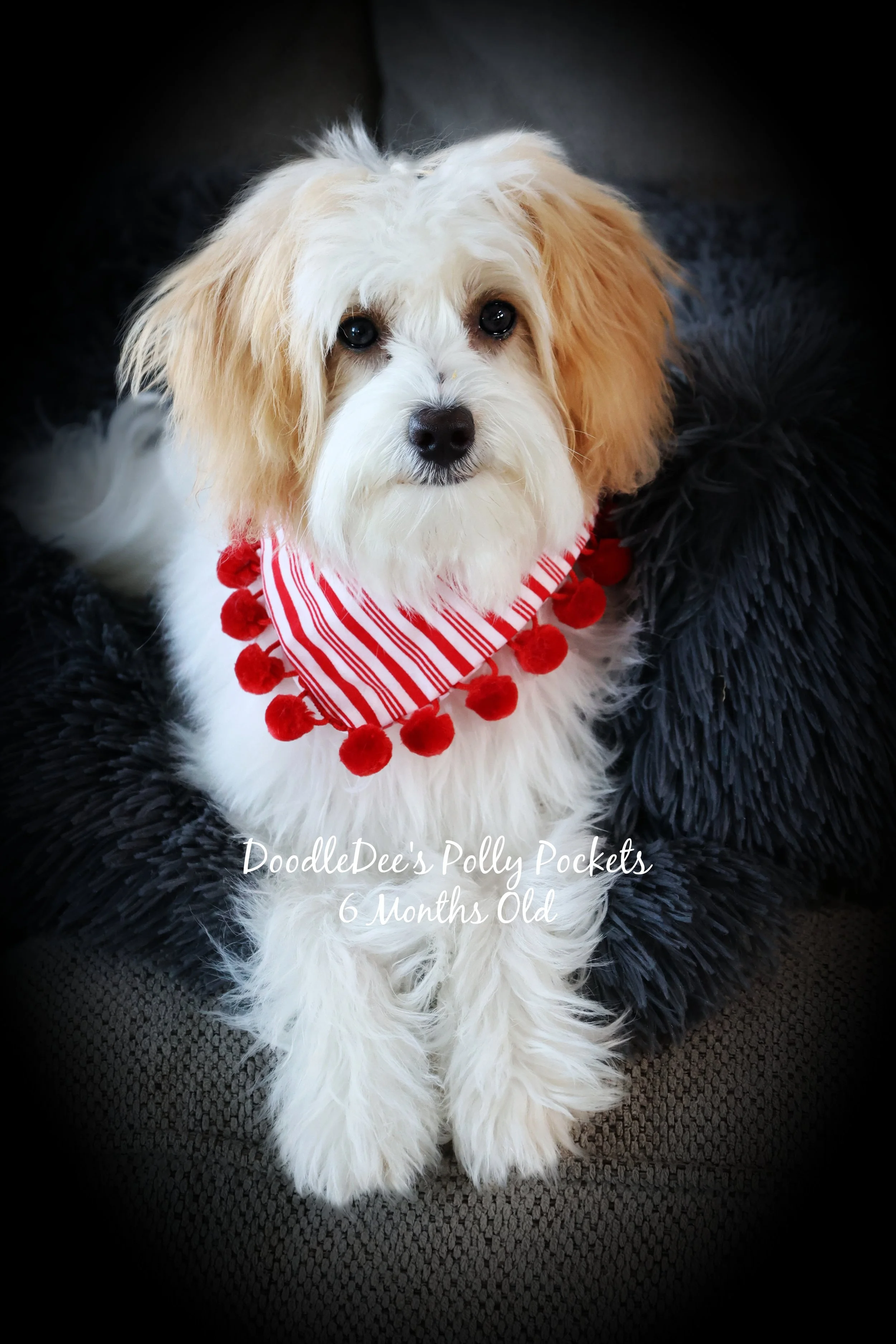 Micro Mini Bernedoodle - 9#