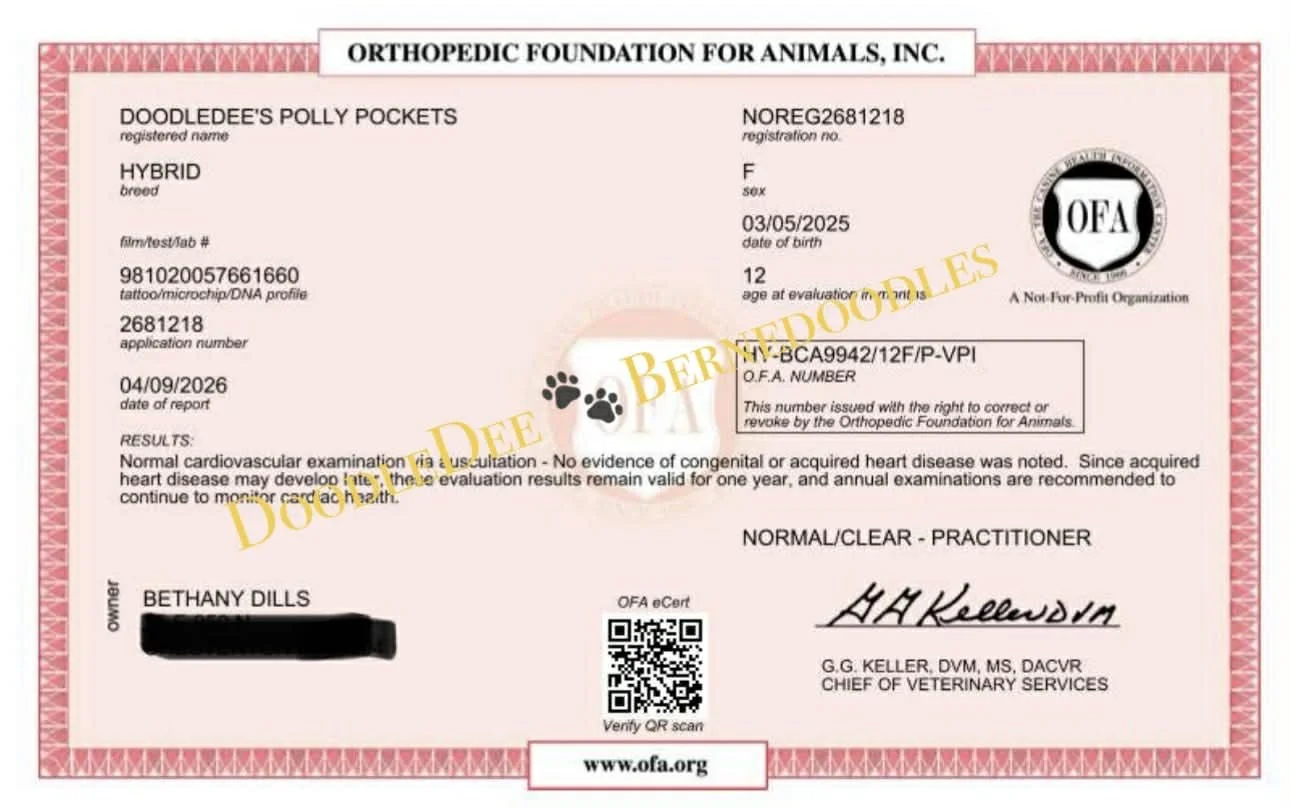 OFA Cardiac Health Testing- Normal