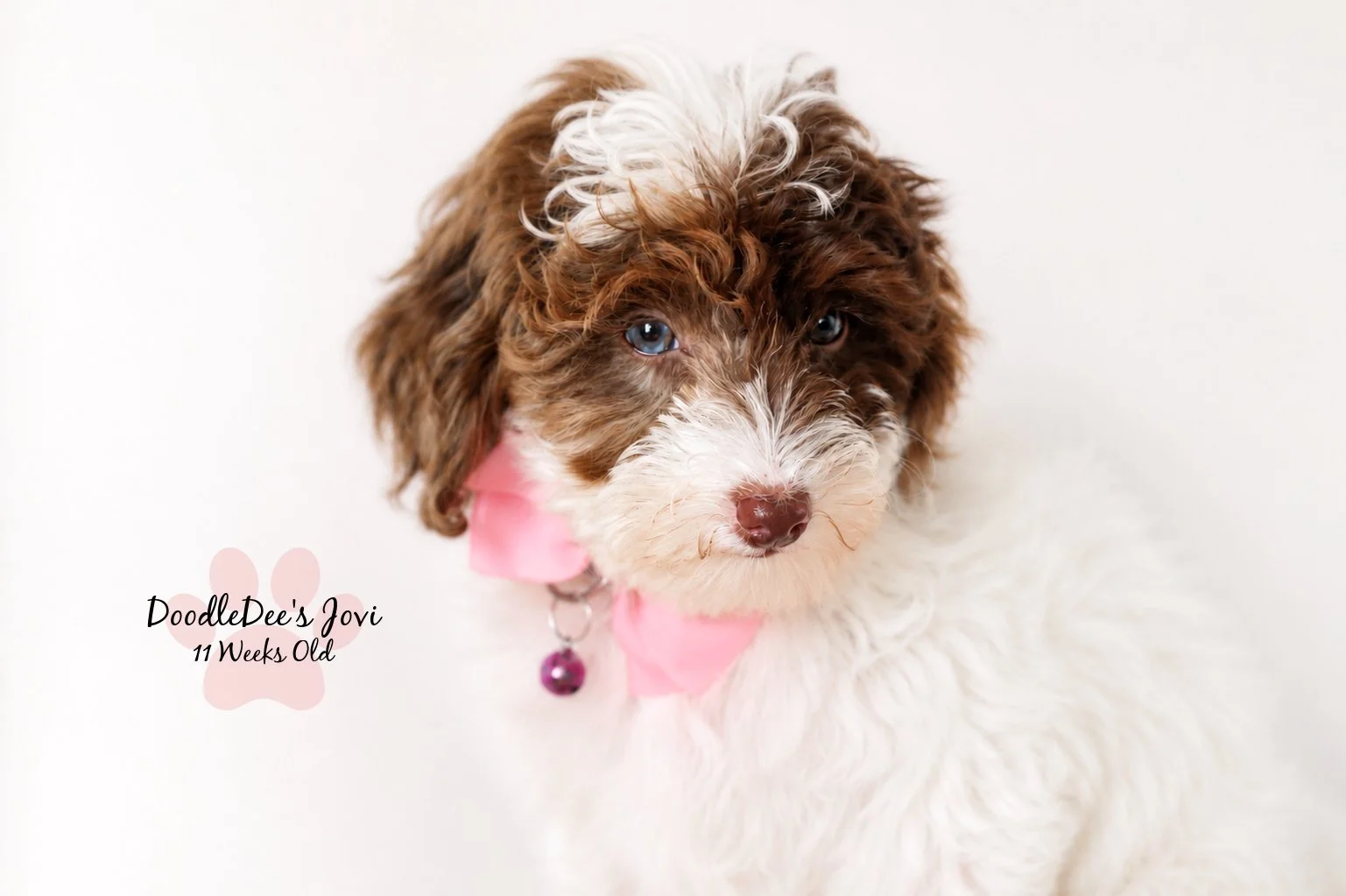 Micro Mini English Goldendoodle