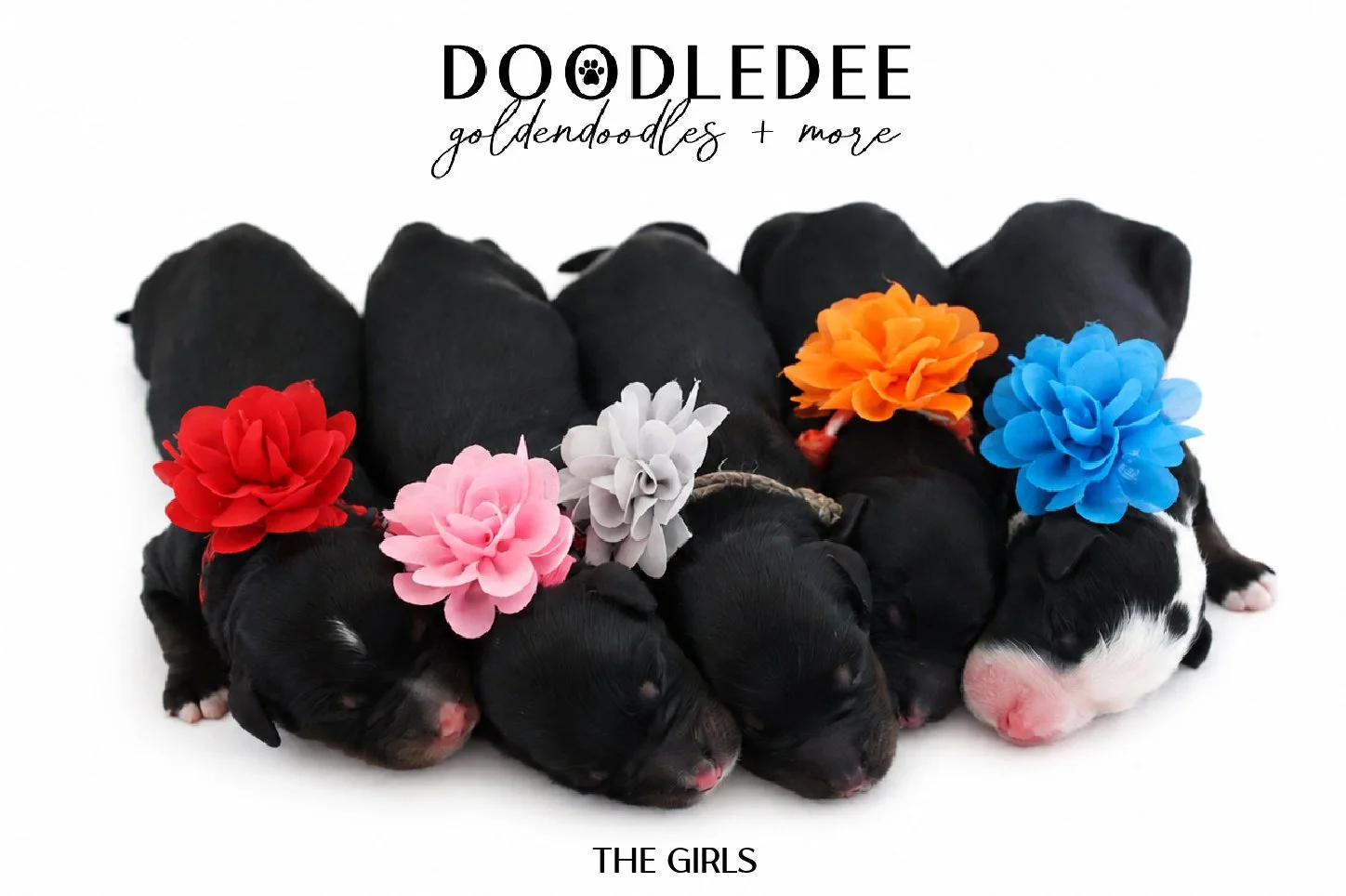 Mini Bernedoodle | Medium Bernedoodle | Standard Bernedoodle