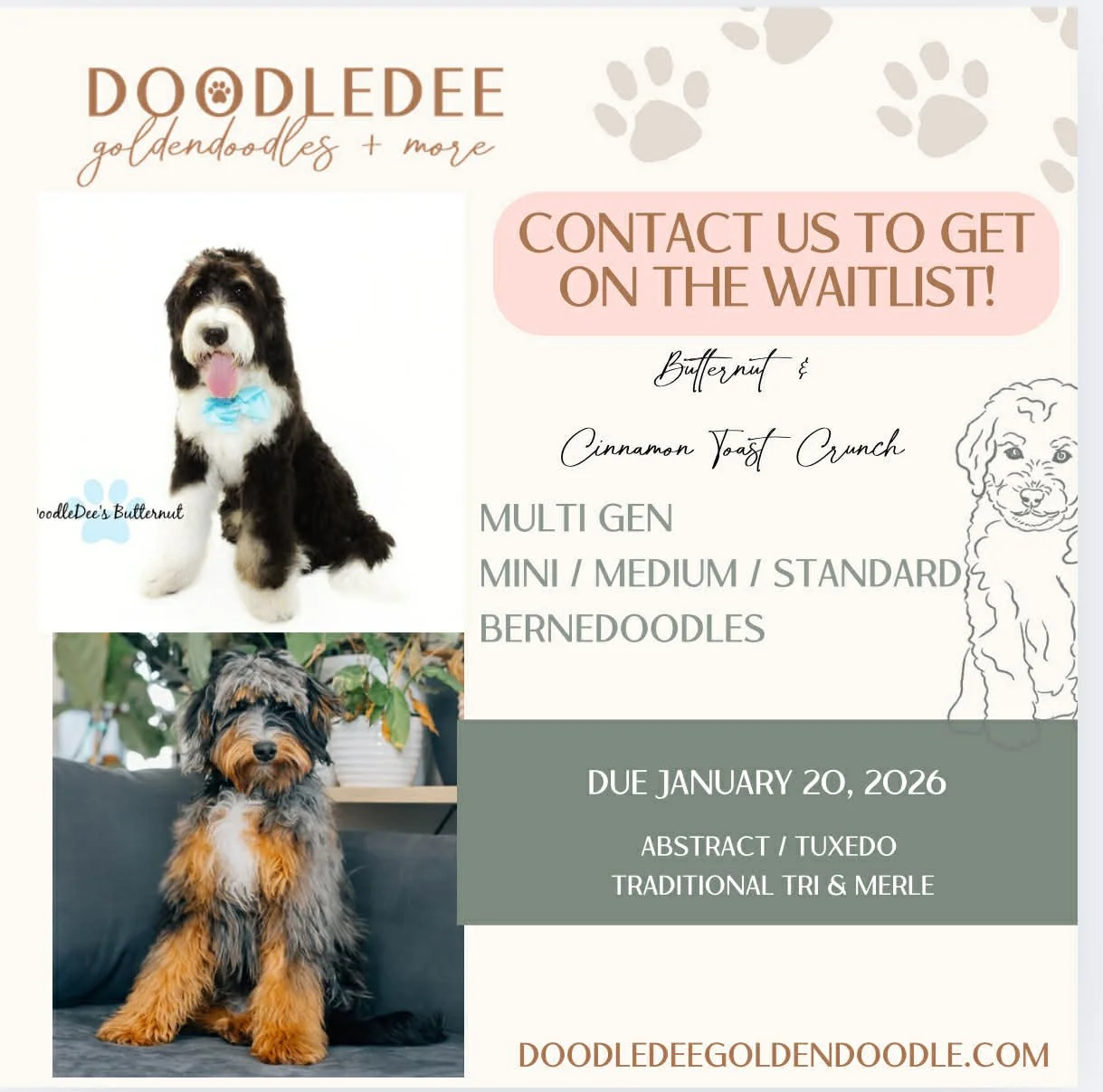 Bernedoodle Puppies For Sale