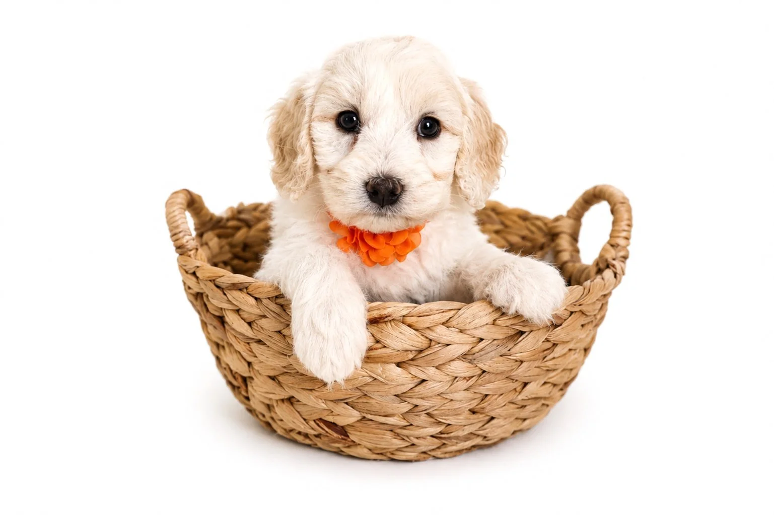 Micro Mini English Goldendoodle Puppies for sale | Petite English goldendoodle puppies for sale