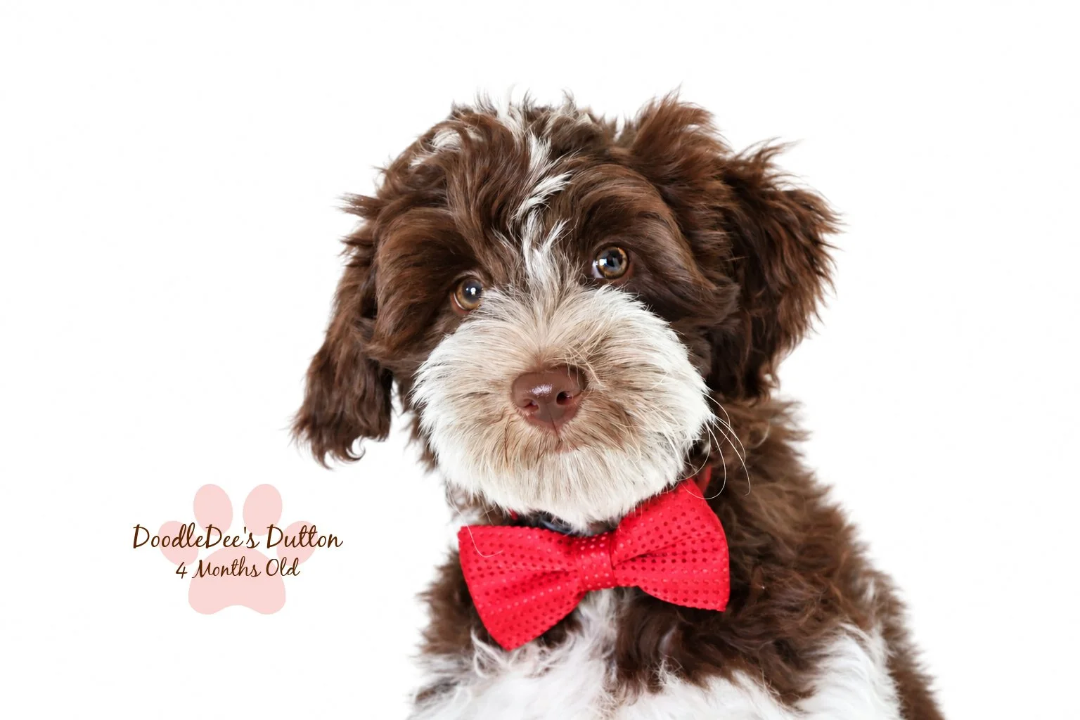 Chocolate Roan English Goldendoodle Stud |  10.2 Lbs