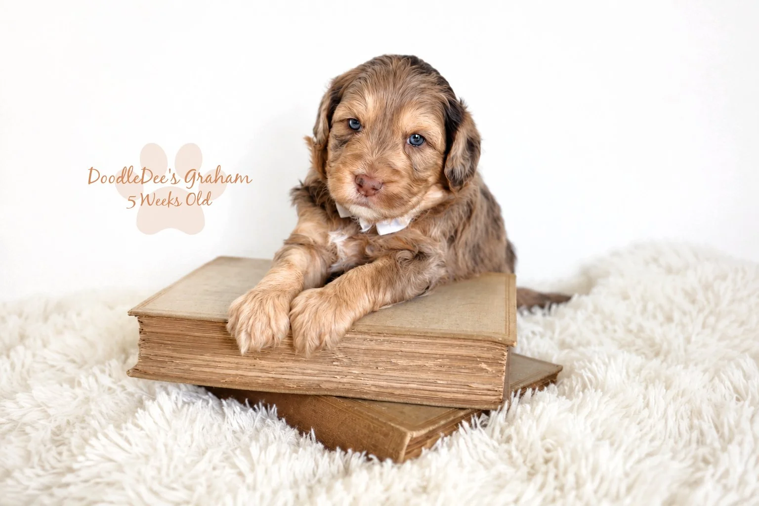 Mini Chocolate Phantom Merle English Goldendoodle