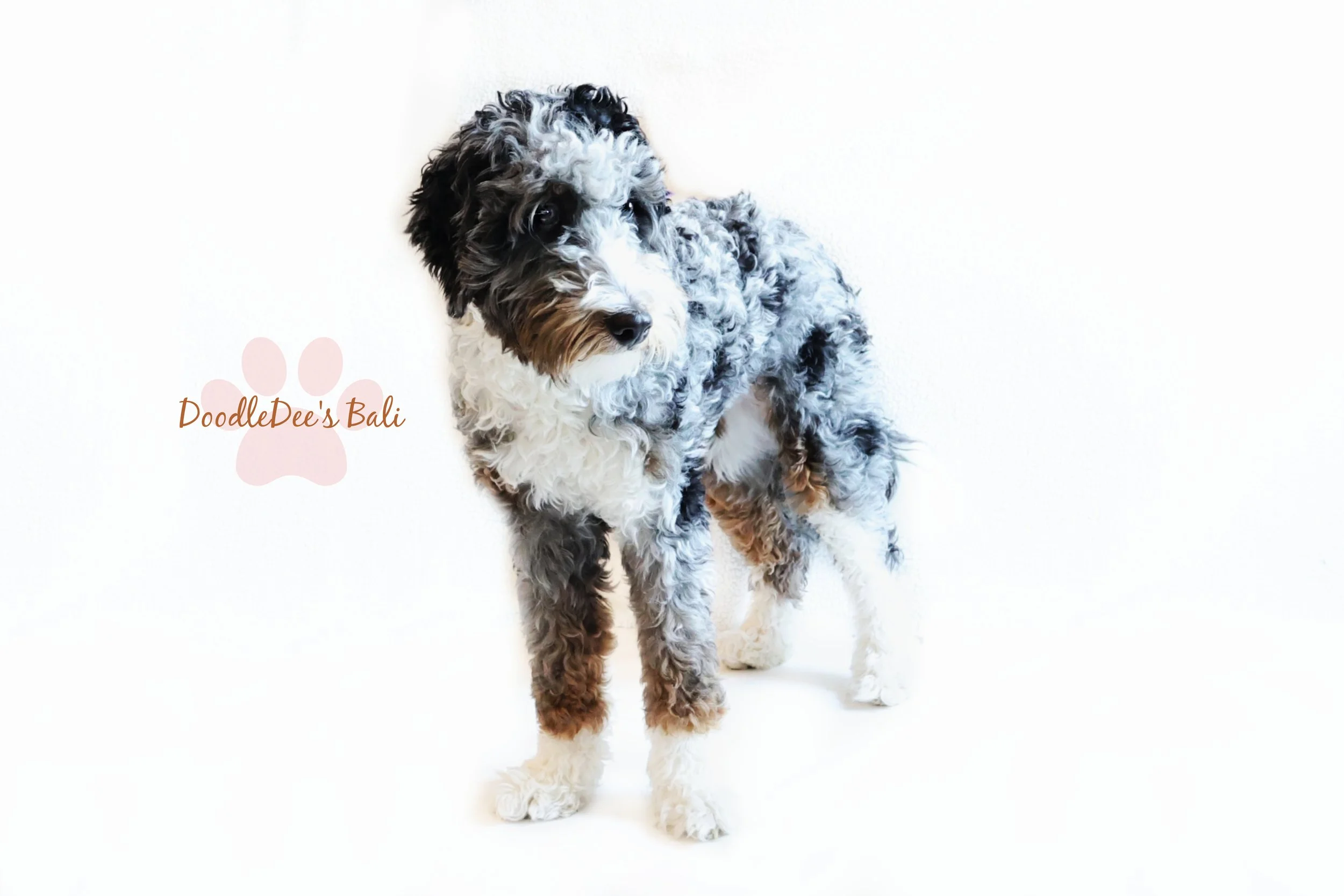 Medium Bernedoodle -36#