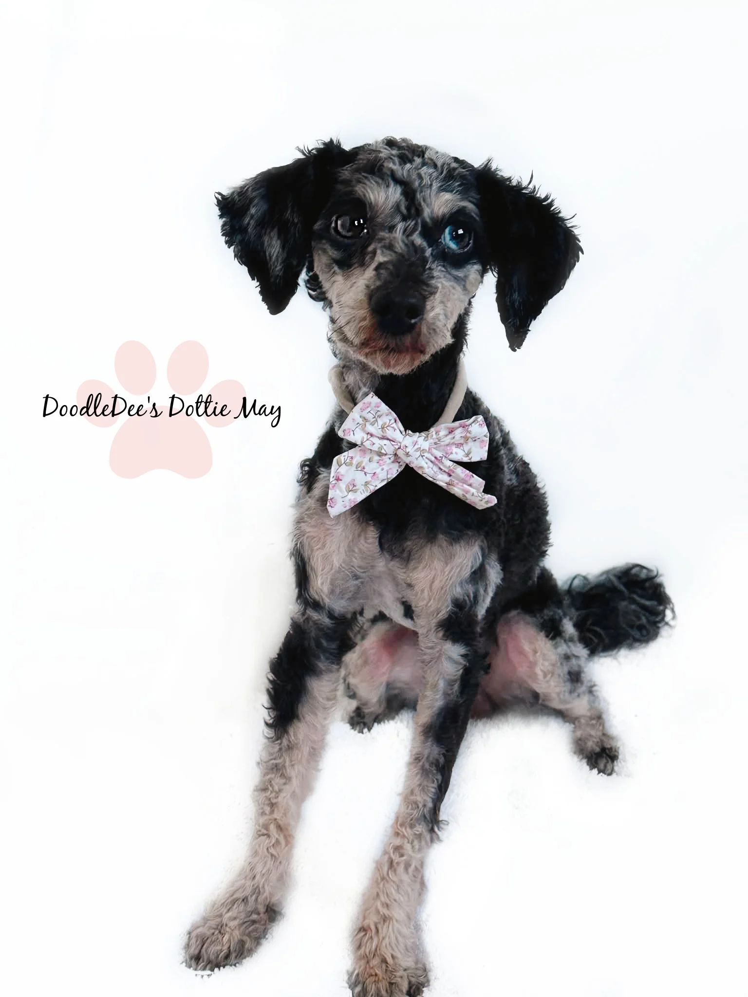 Toy Poodle- Dottie May