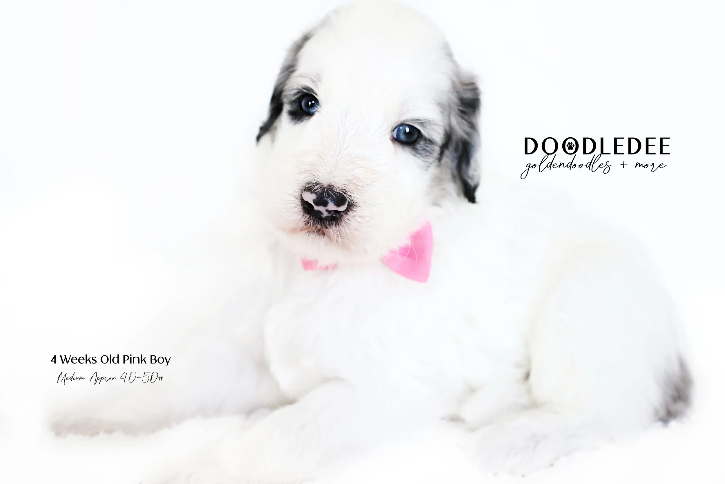 Medium English Goldendoodle SOLD
