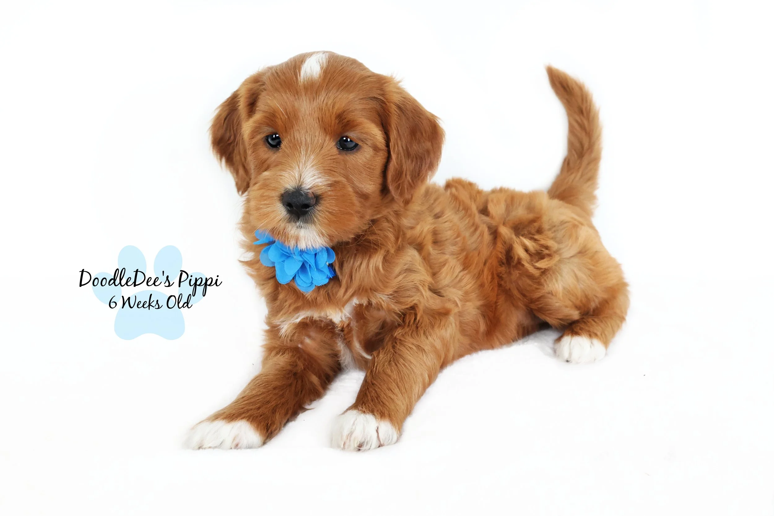Petite Red English Goldendoodle