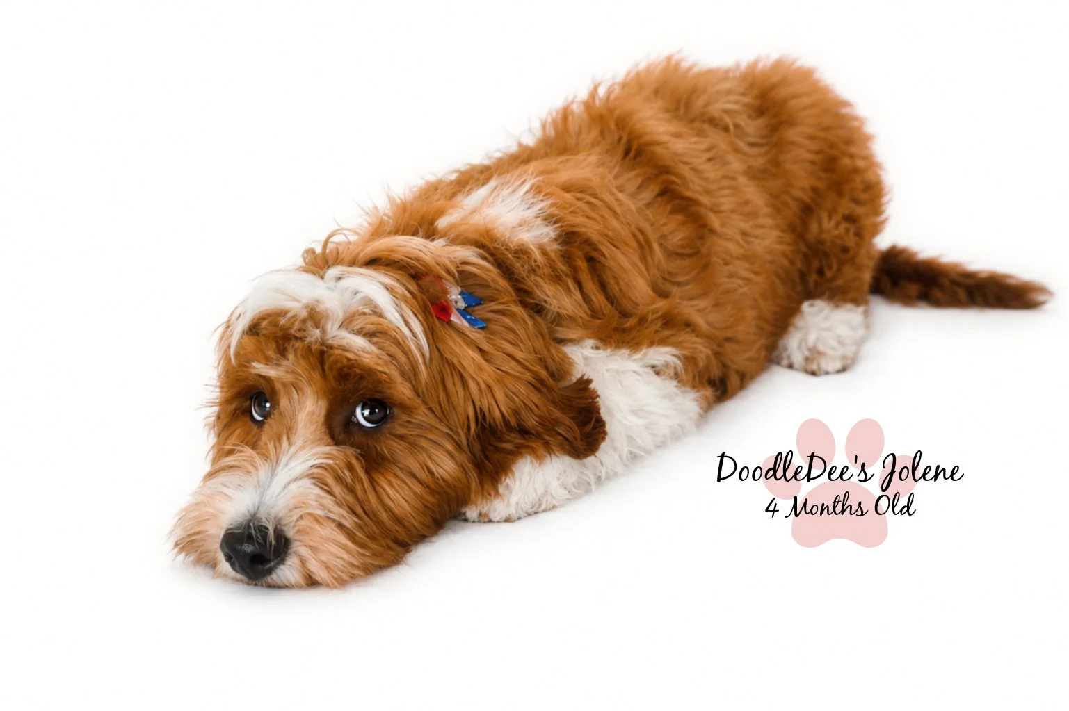 Petite English Goldendoodle 4 Months 15 Lbs