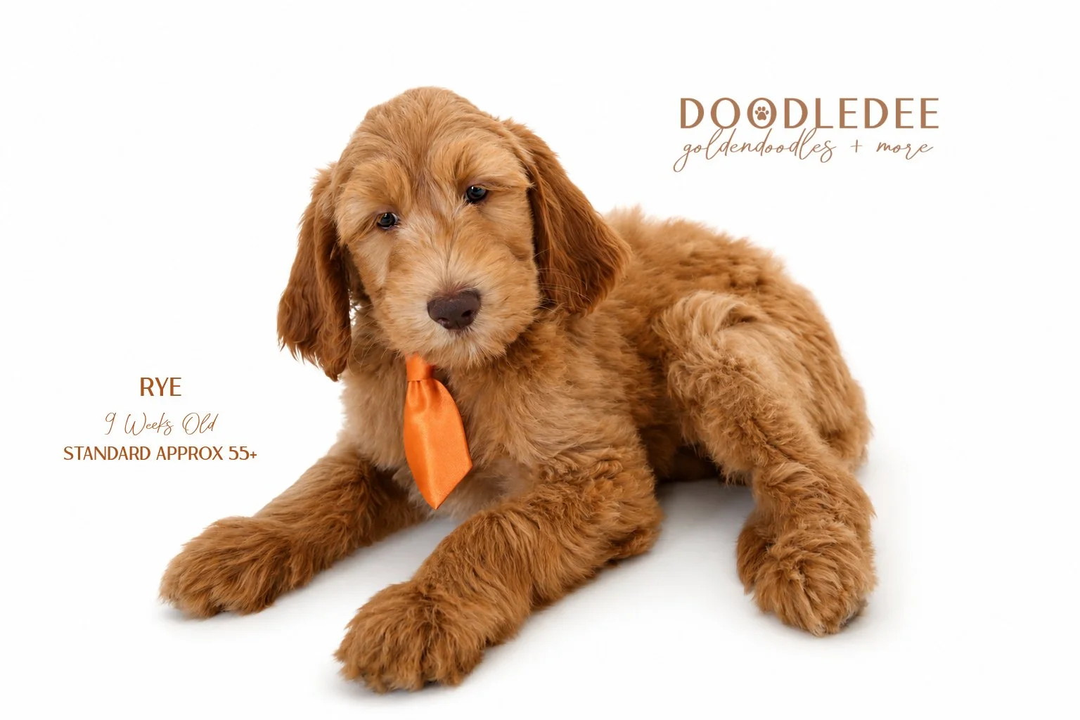 Standard English Goldendoodle AVAILABLE $2,500 SALE 